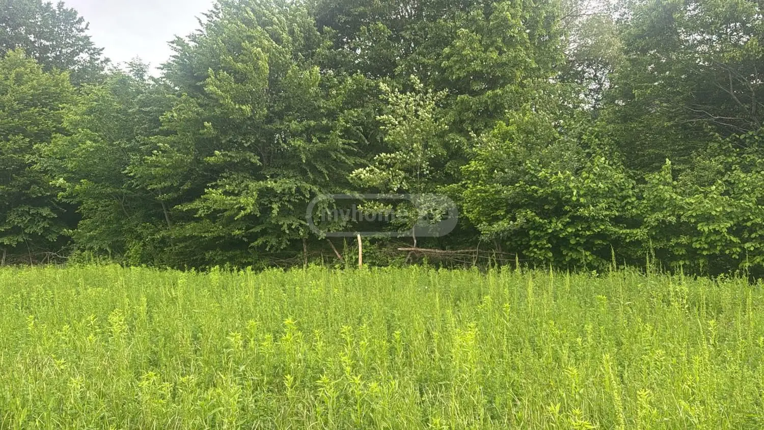 Agricultural Plot For Sale In Lapankuri, In Telavi Municipality view 2