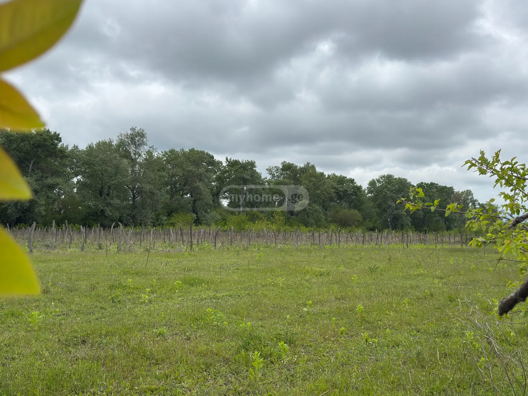 Agricultural Plot For Sale In Signagi view 3