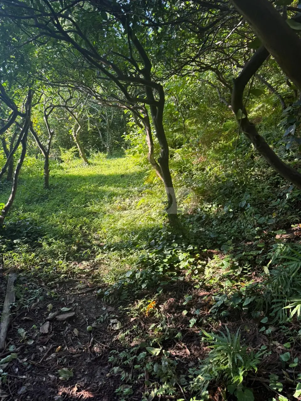 Agricultural Plot For Sale In Sarpi, In Khelvachauri Municipality view 2