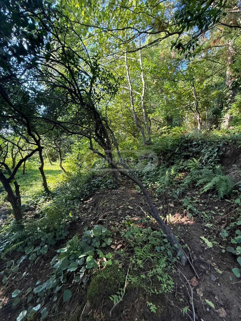 Agricultural Plot For Sale In Sarpi, In Khelvachauri Municipality view 4