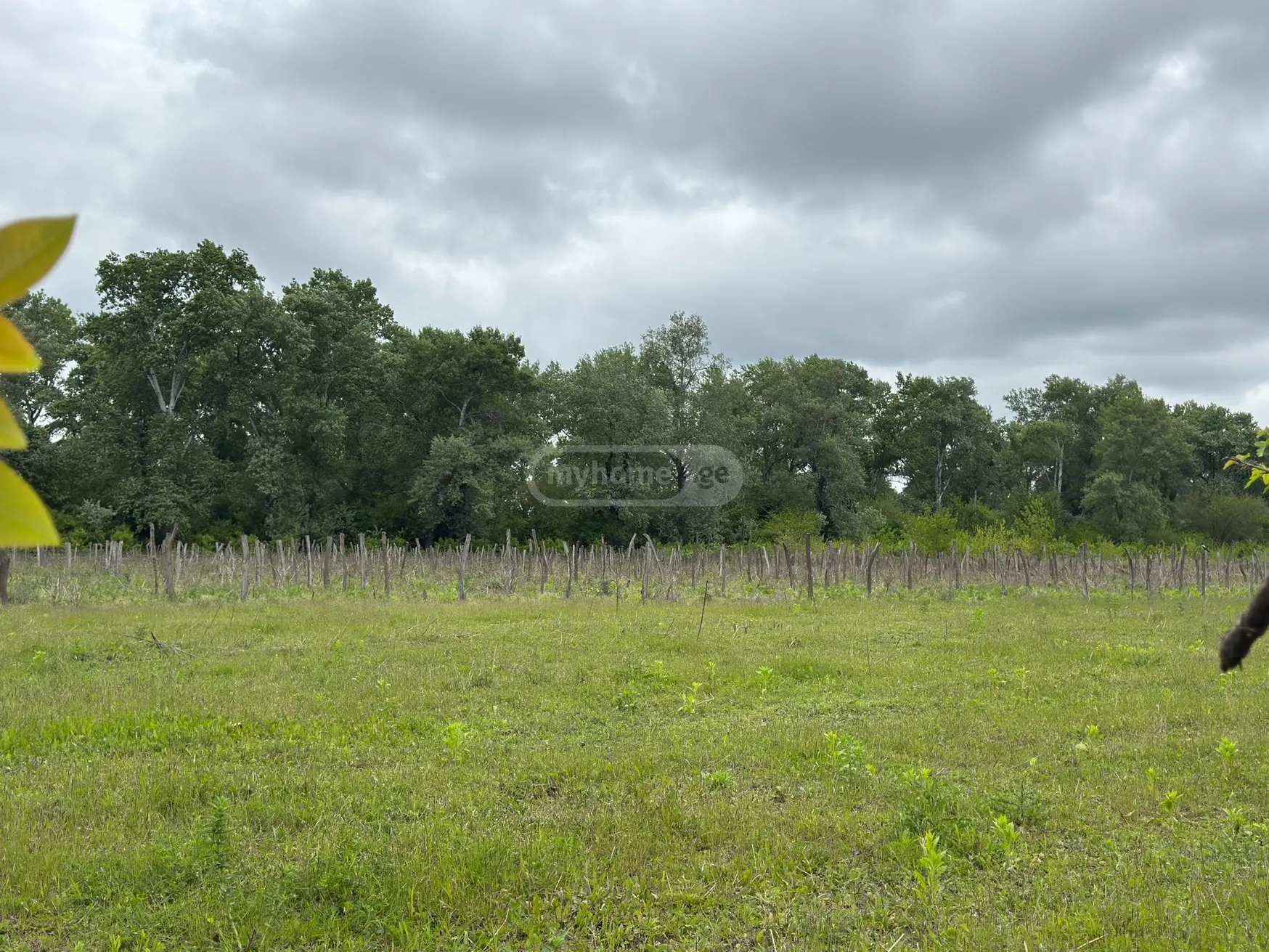 Agricultural Plot For Sale In Signagi view 1
