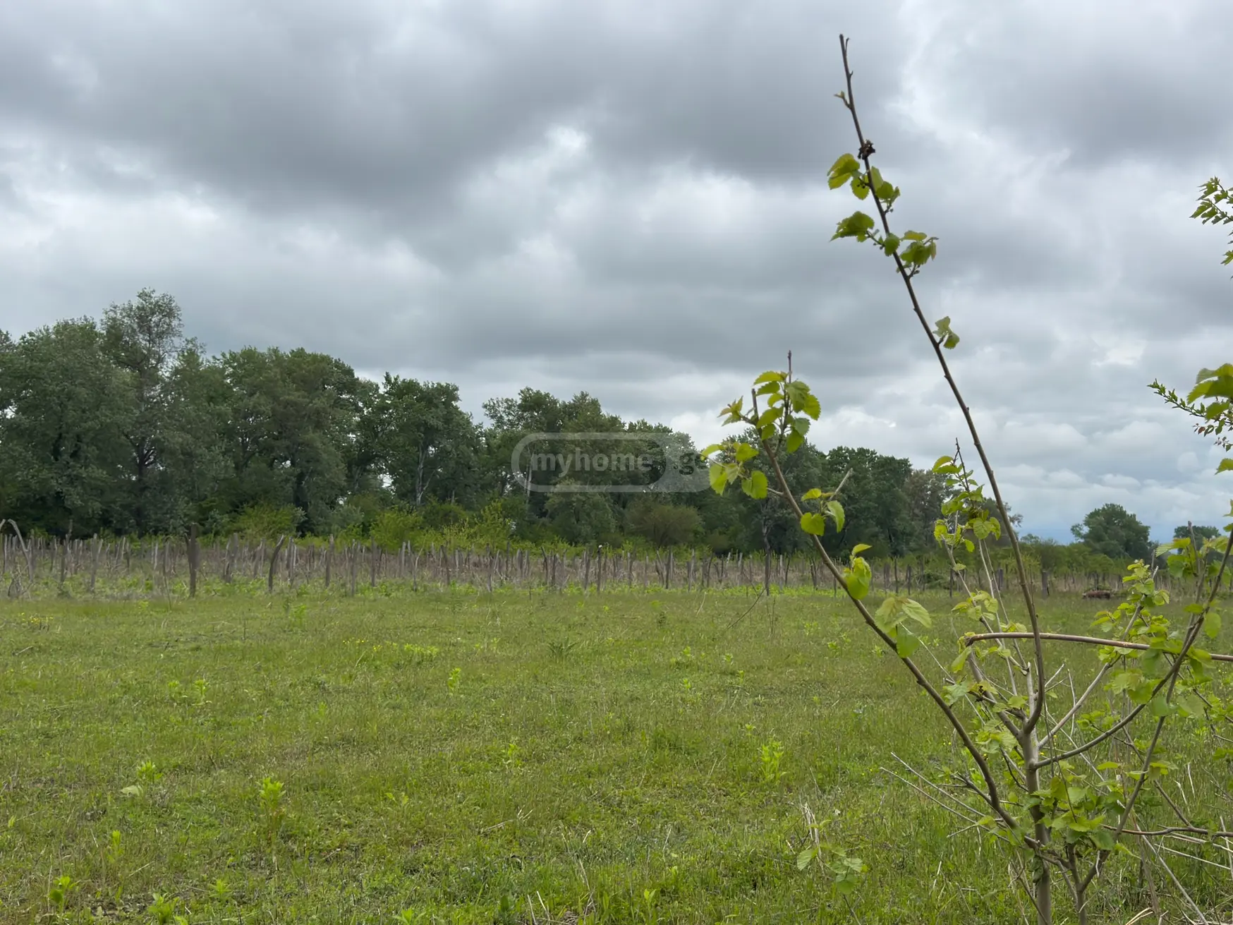 Agricultural Plot For Sale In Signagi view 2