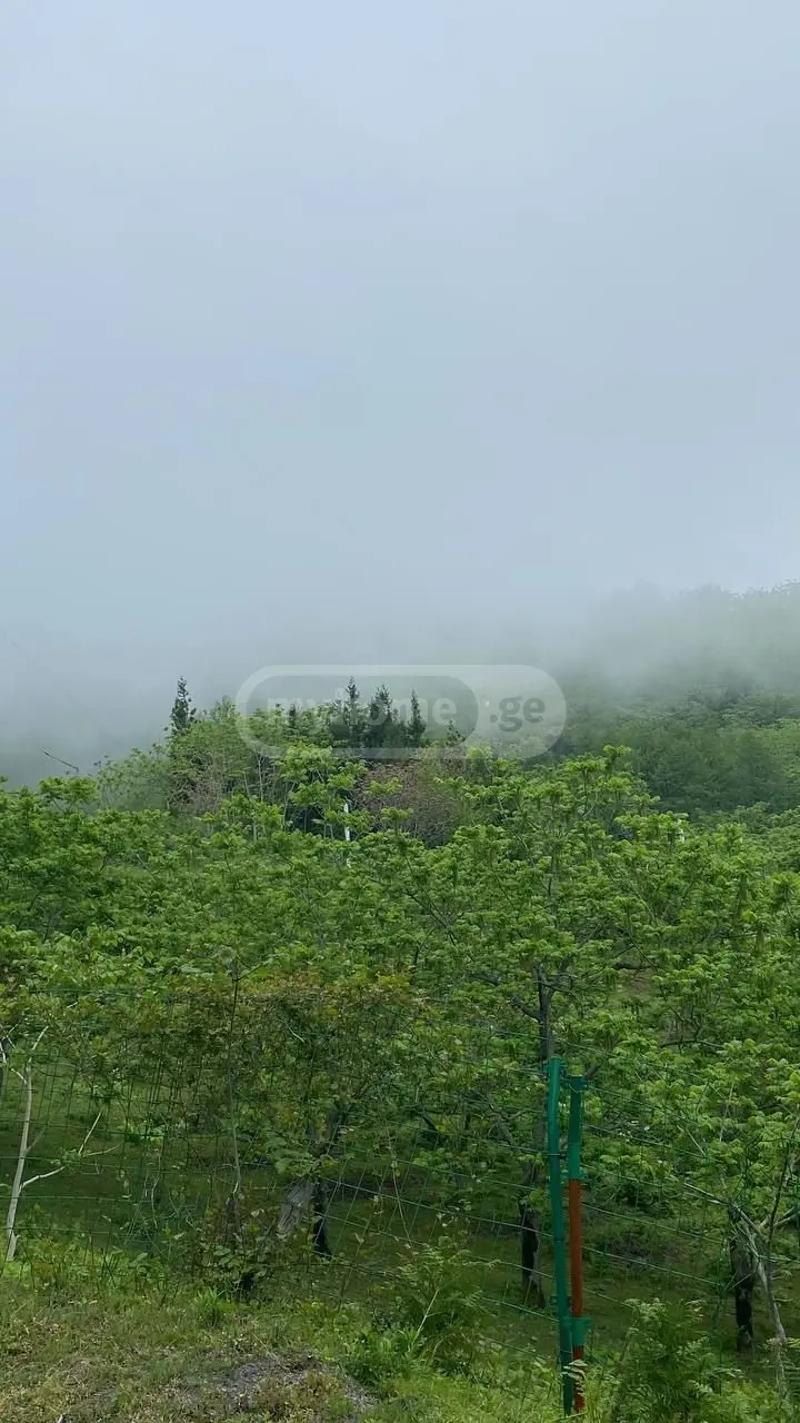 Non-Agricultural Plot For Sale In Kvariati, In Khelvachauri Municipality view 4