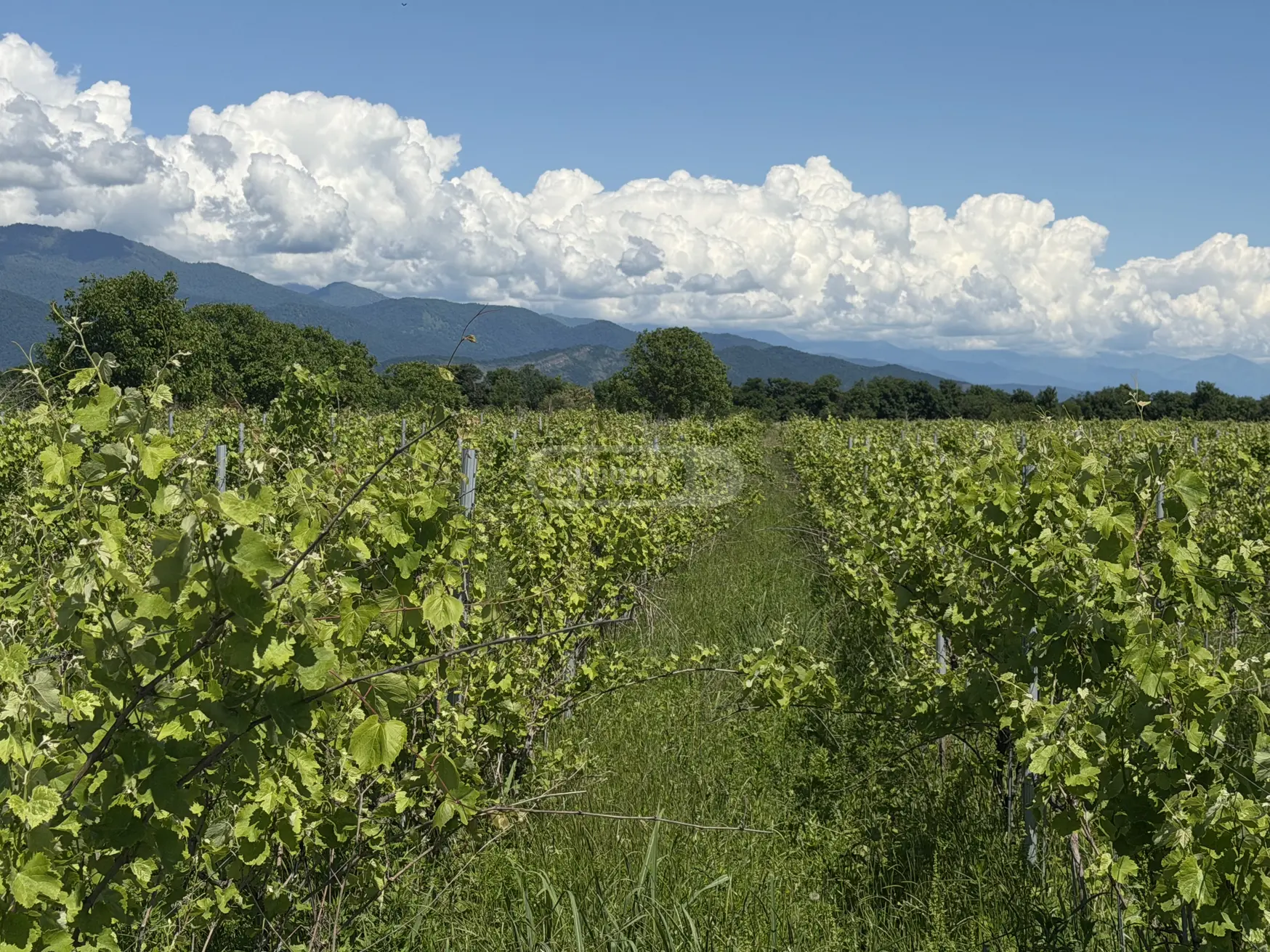Agricultural Plot For Sale In Kvareli view 1