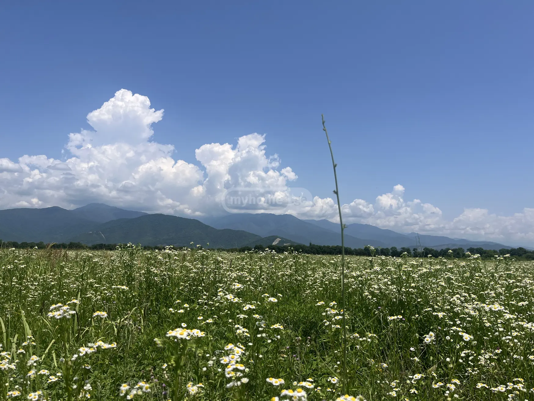 იყიდება Agricultural Plot In Kvareliში view 1