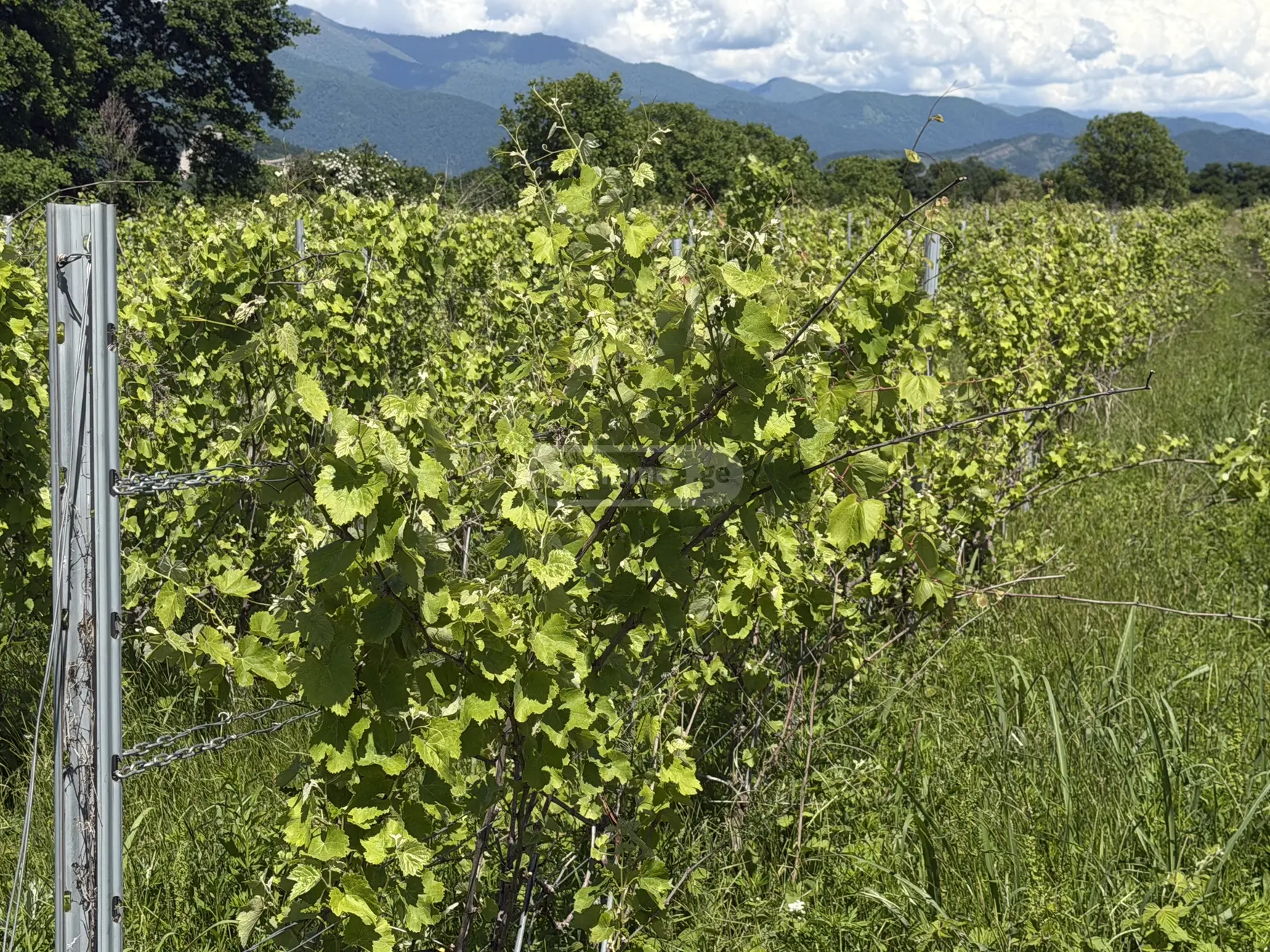 Agricultural Plot For Sale In Kvareli view 2