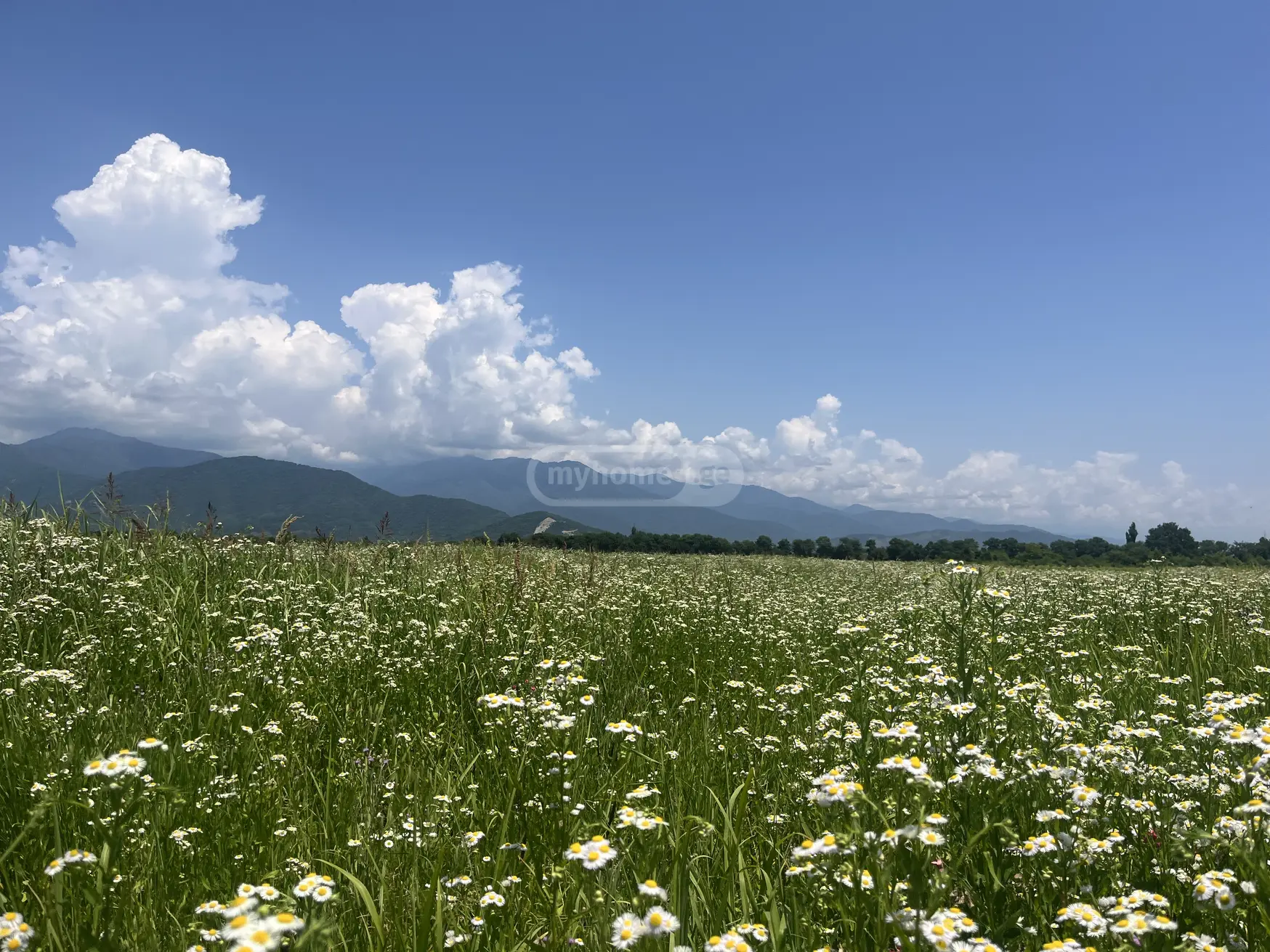 იყიდება Agricultural Plot In Kvareliში view 4