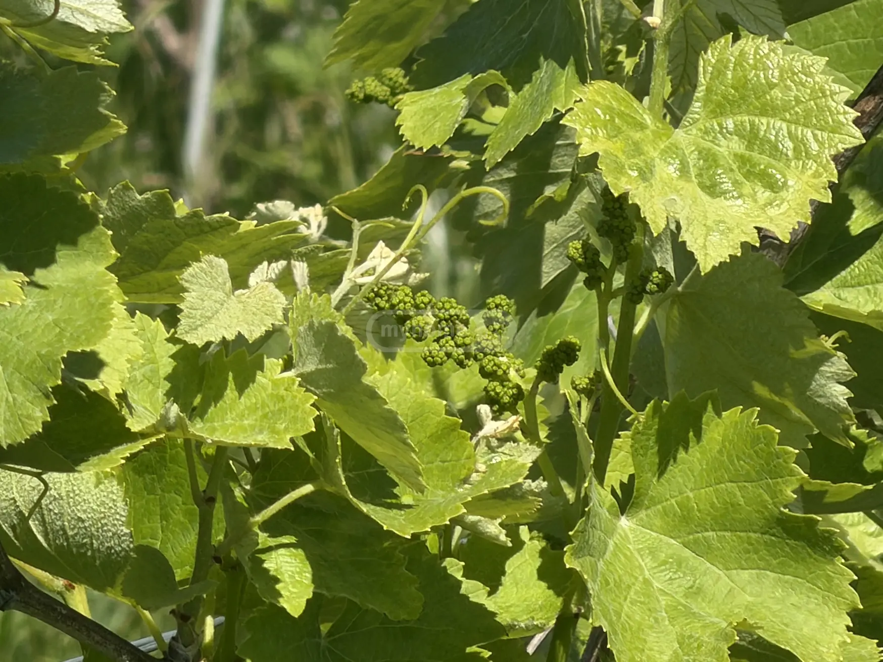 Agricultural Plot For Sale In Kvareli view 3