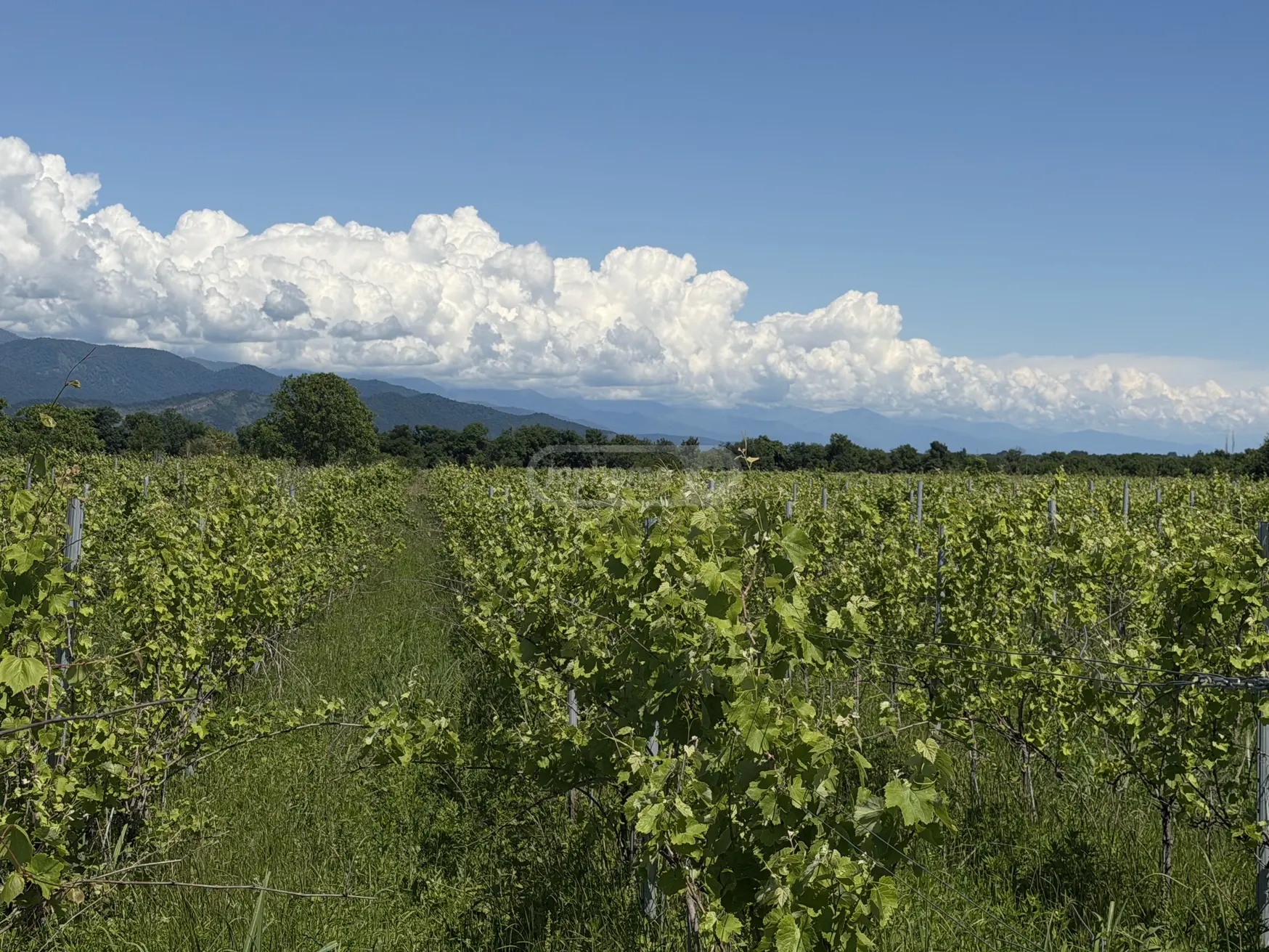 Agricultural Plot For Sale In Kvareli view 2