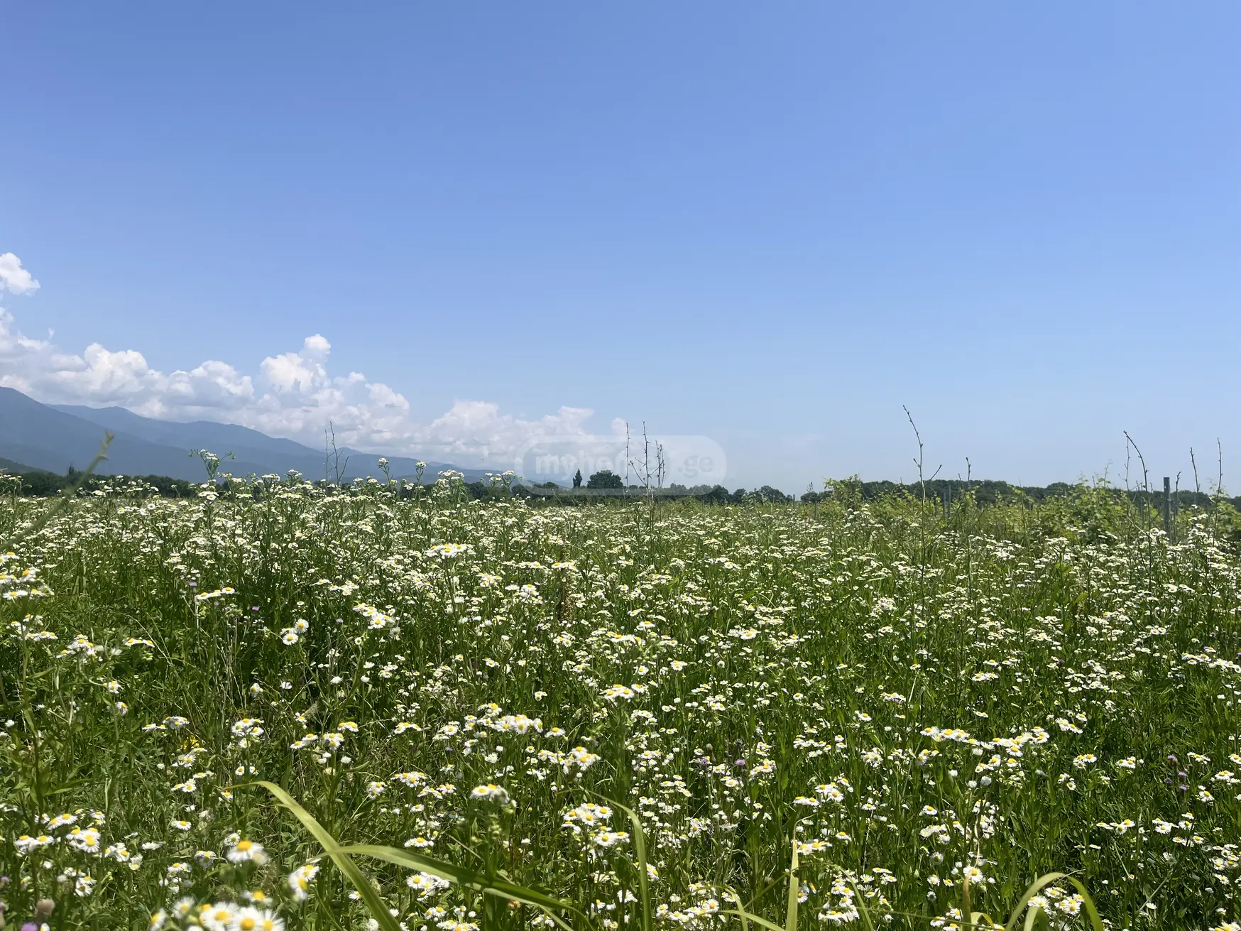 იყიდება Agricultural Plot In Kvareliში view 3