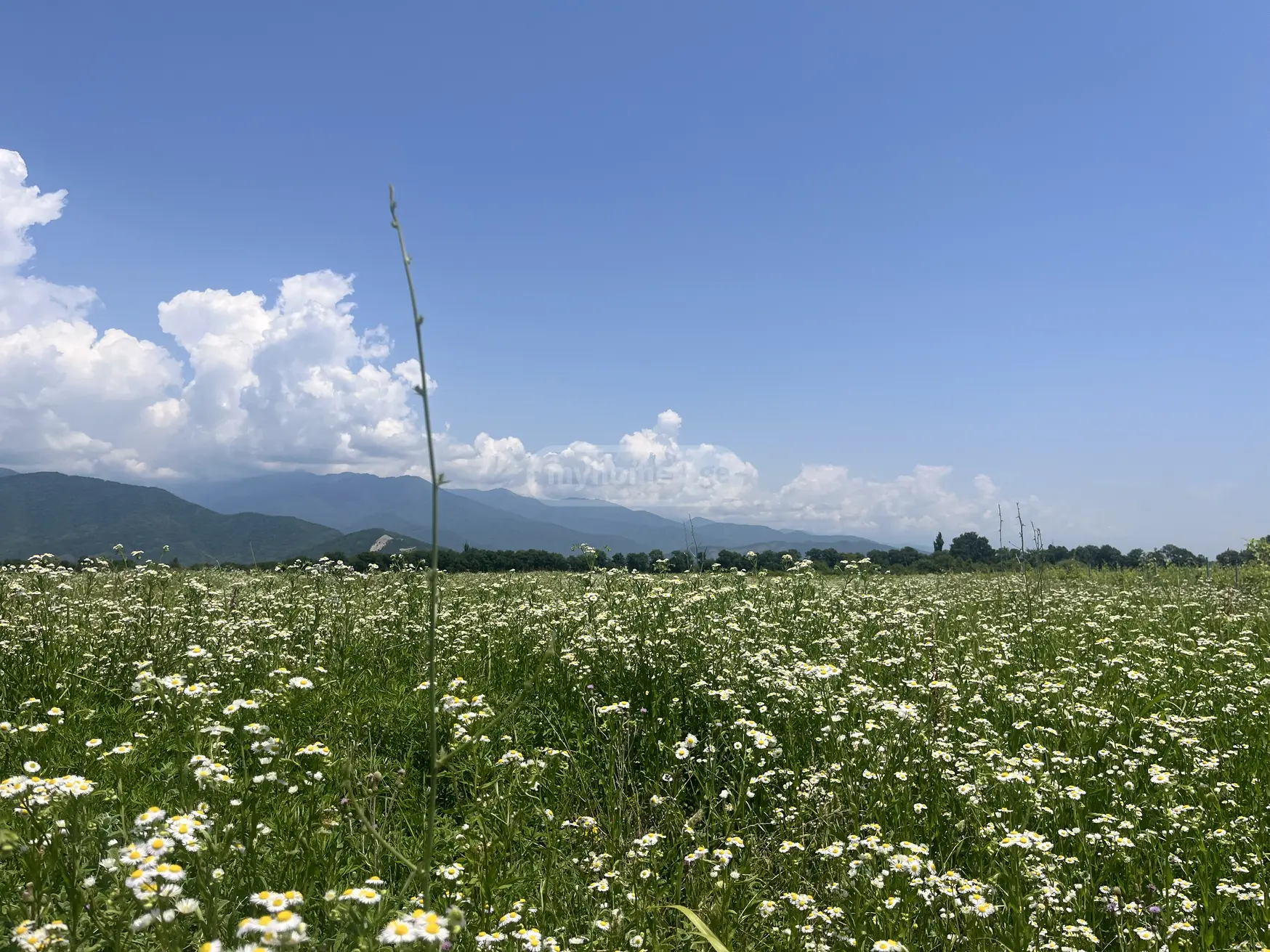 იყიდება Agricultural Plot In Kvareliში view 2