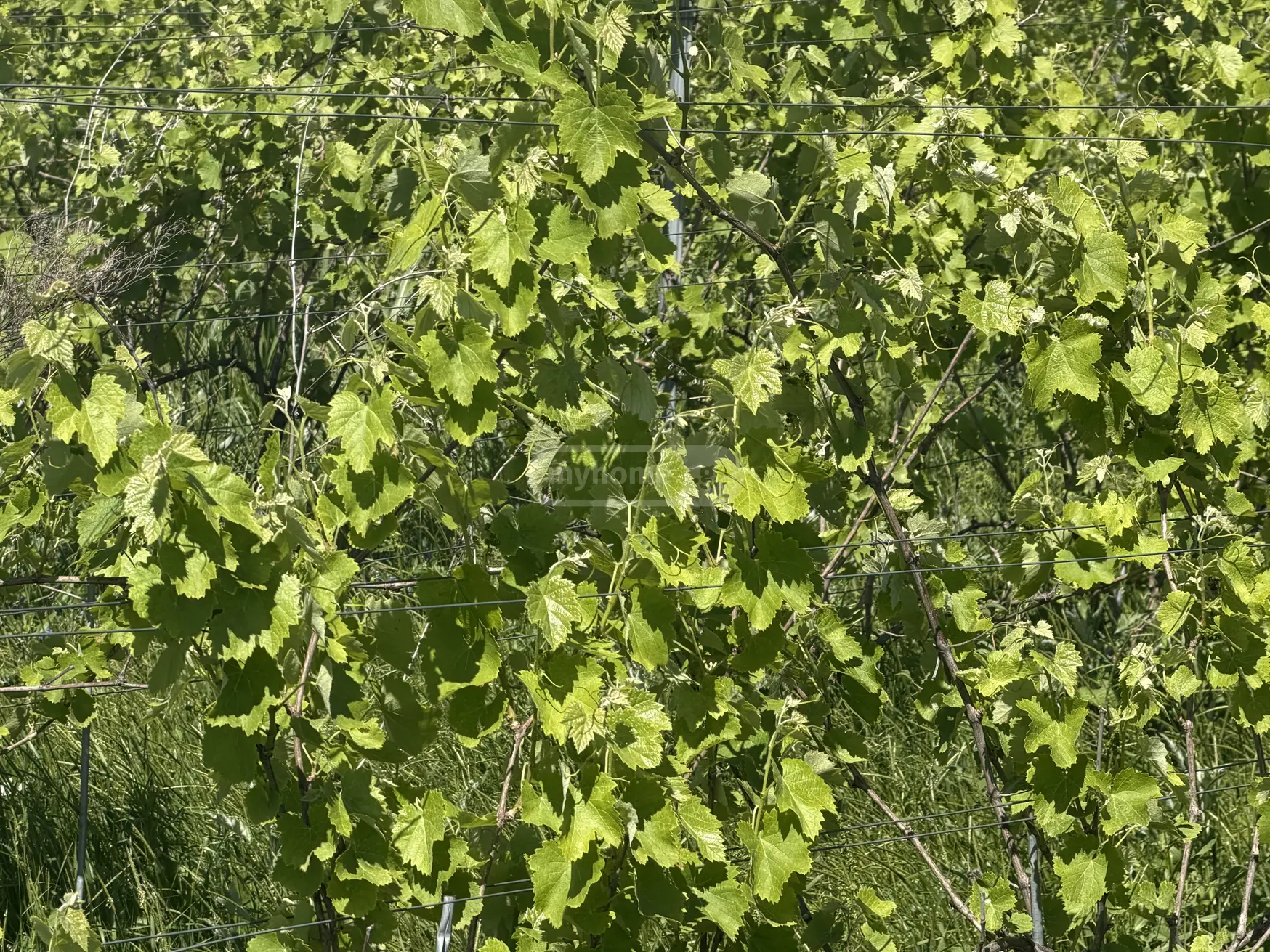 Agricultural Plot For Sale In Kvareli view 4