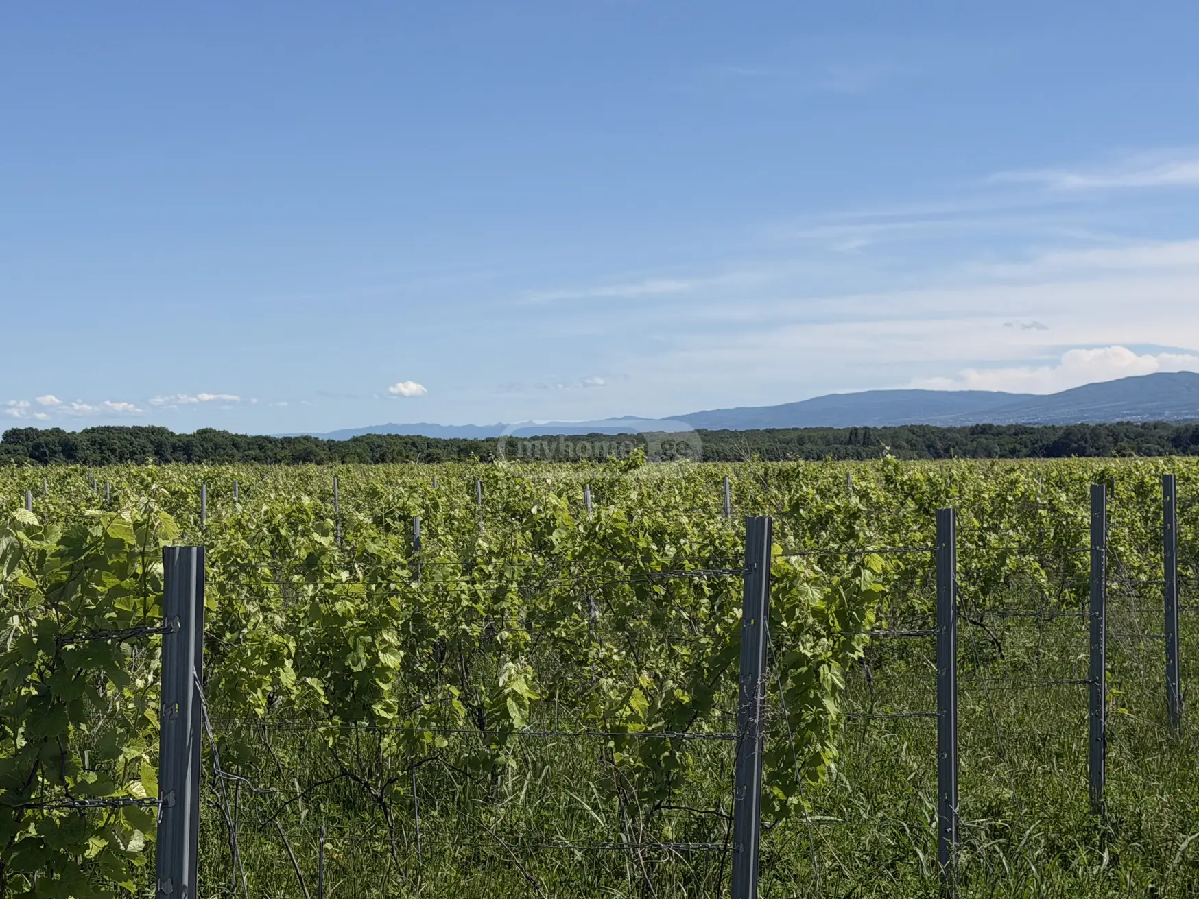 Agricultural Plot For Sale In Kvareli view 1