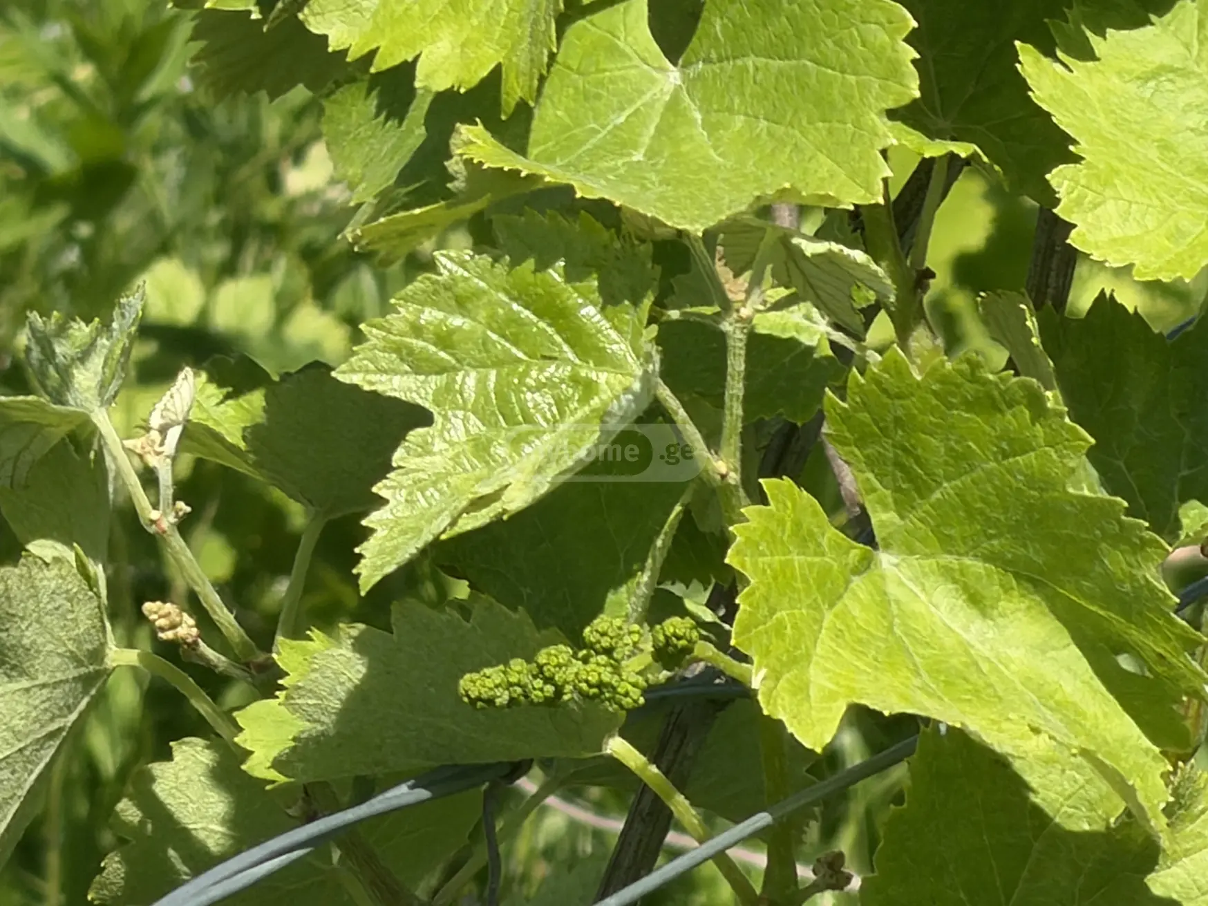 Agricultural Plot For Sale In Kvareli view 3