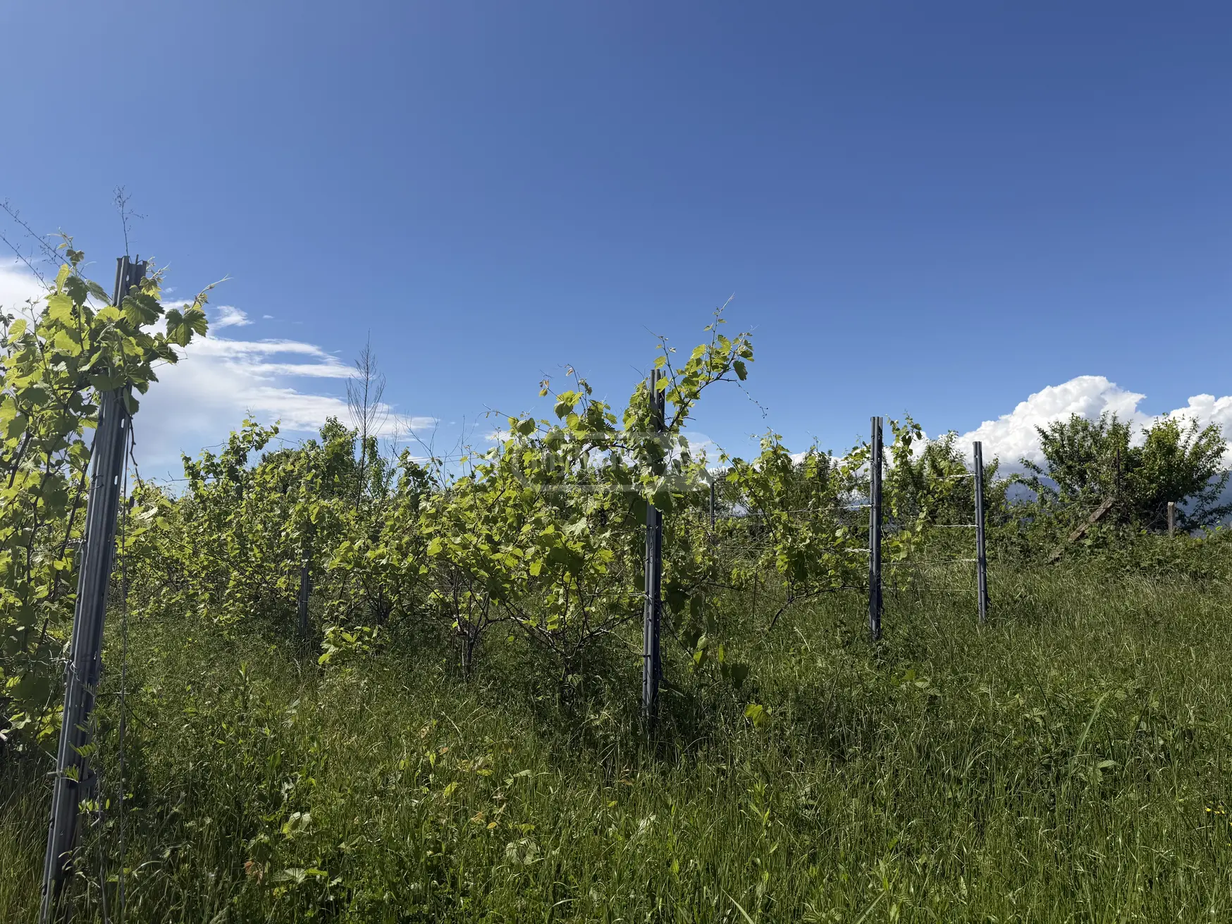 იყიდება Agricultural Plot In Kvareliში view 2