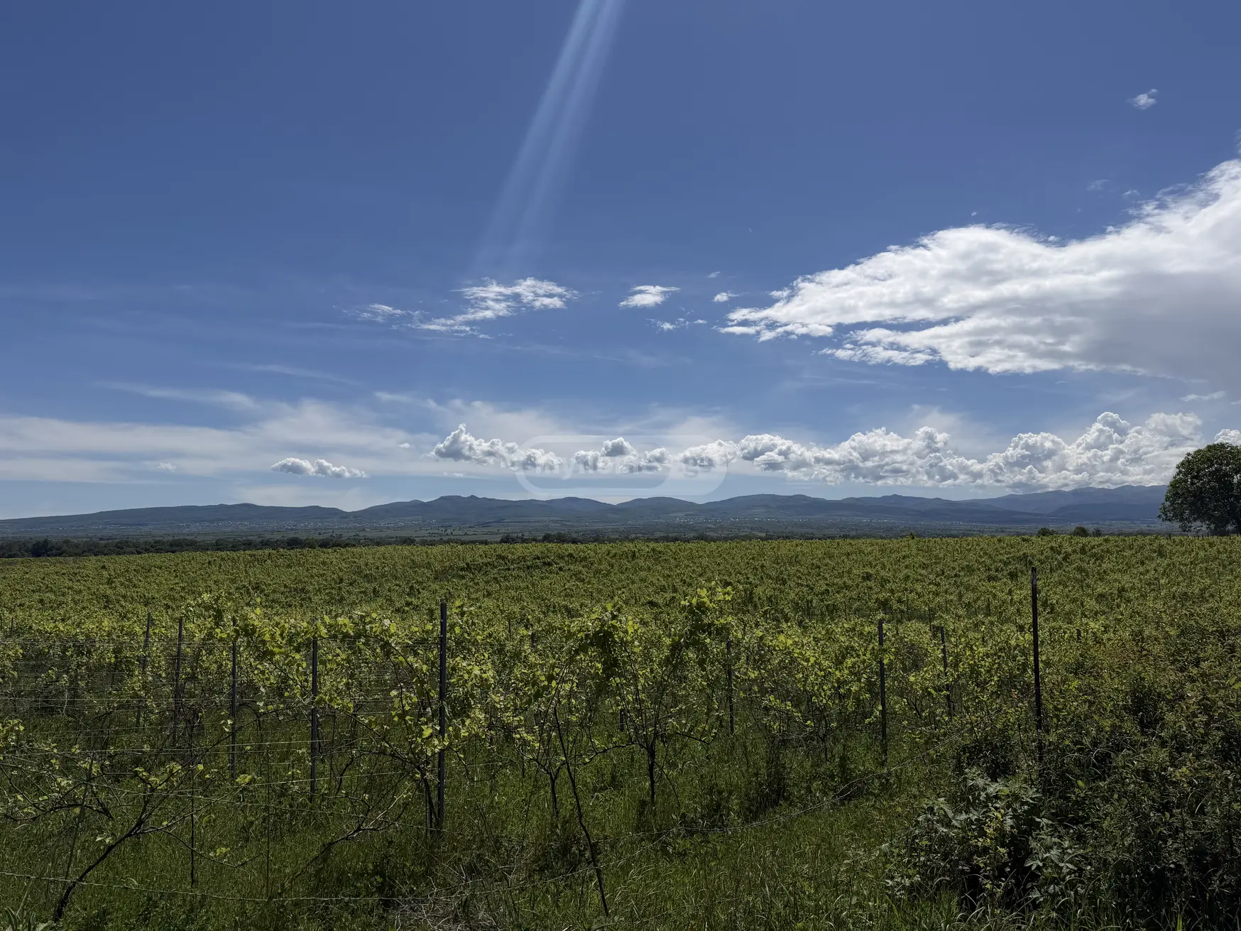 Agricultural Plot For Sale In Kvareli view 2