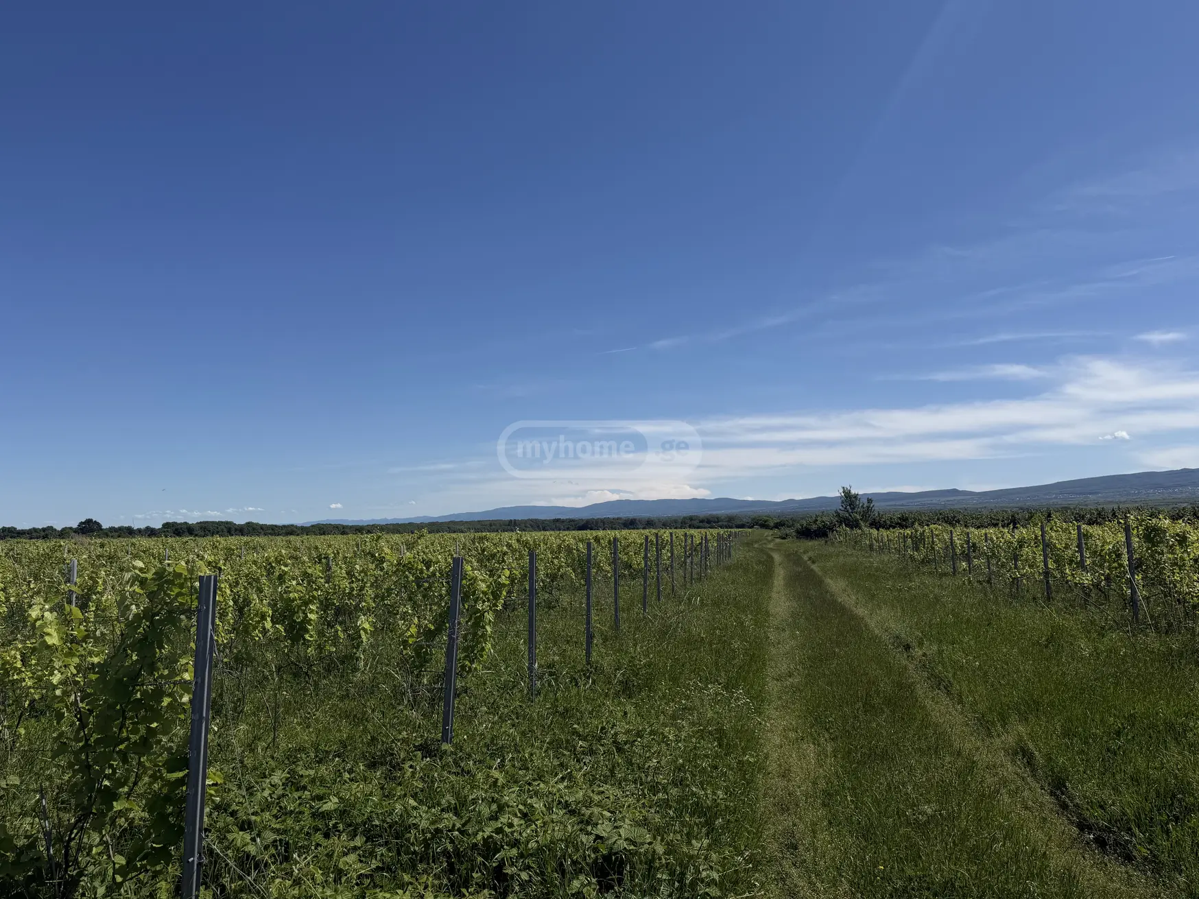 Agricultural Plot For Sale In Kvareli view 3