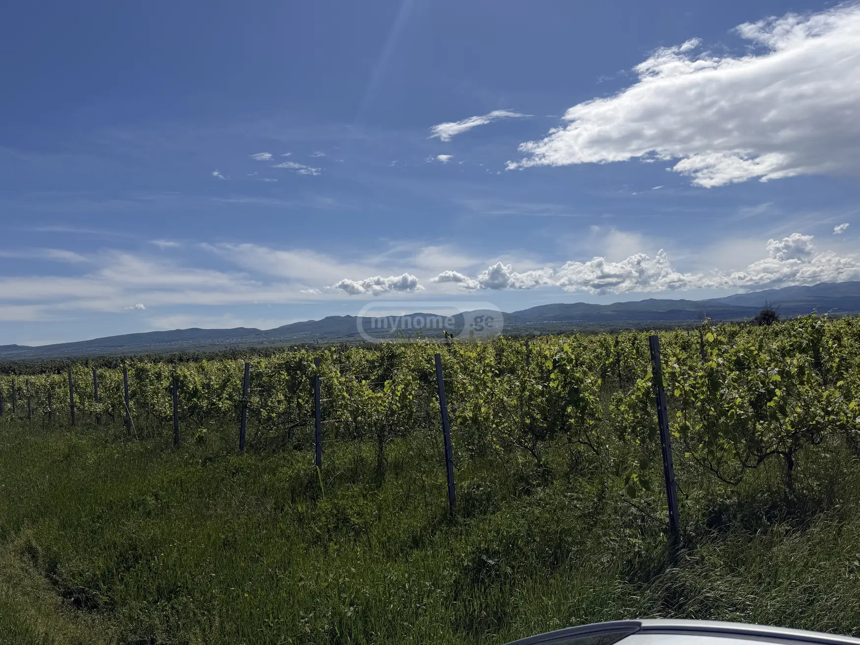 Agricultural Plot For Sale In Kvareli view 4