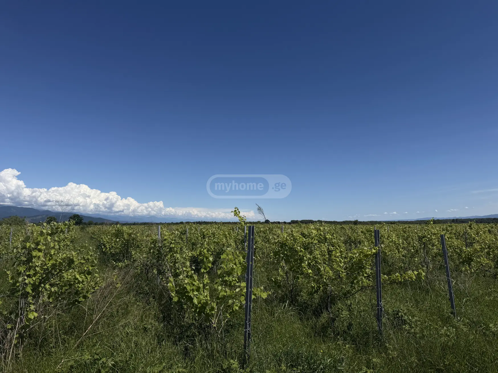 Agricultural Plot For Sale In Kvareli view 3