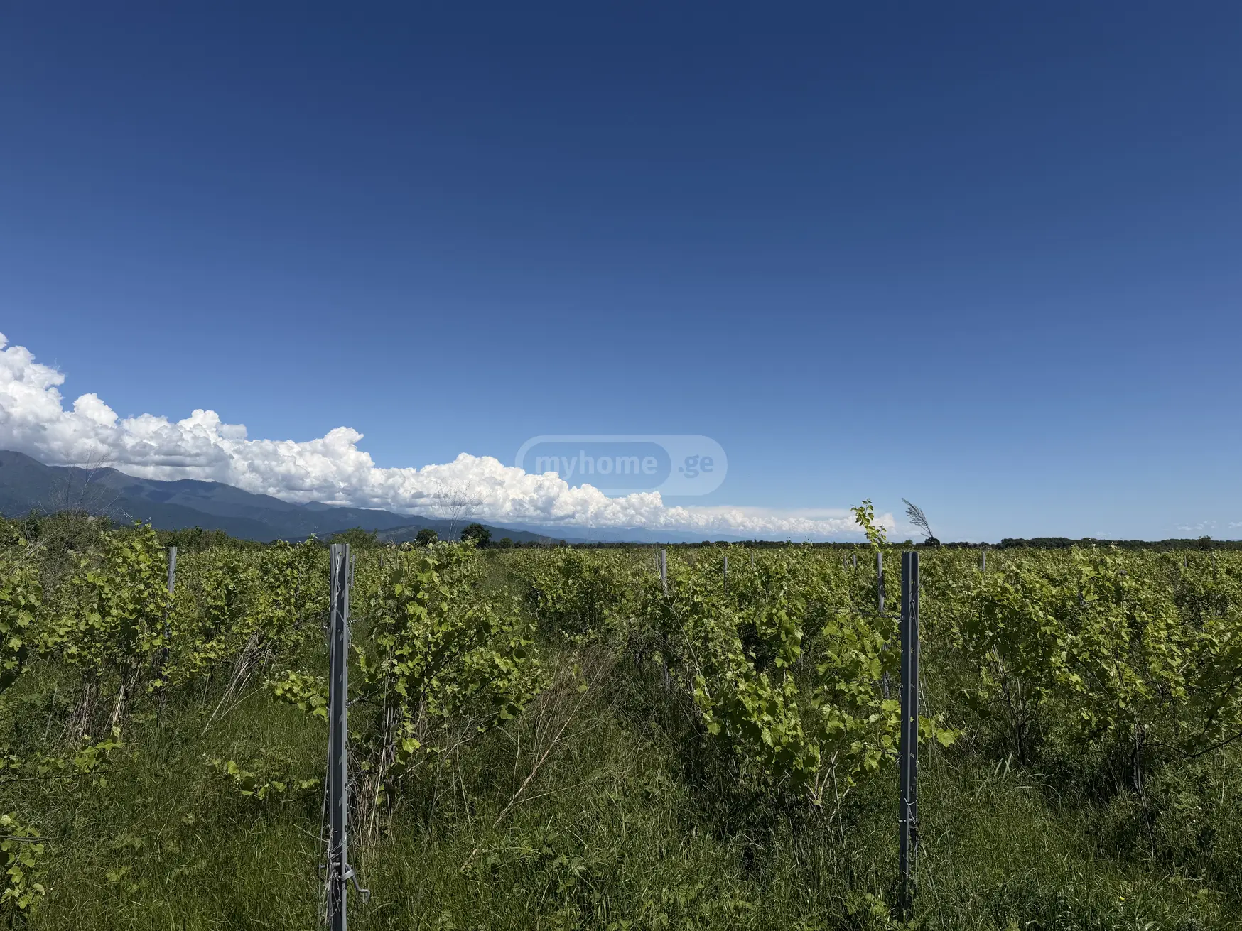იყიდება Agricultural Plot In Kvareliში view 2