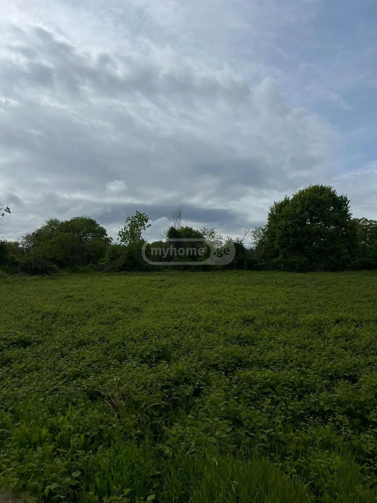 Agricultural Plot For Sale In Gulgula, In Telavi Municipality view 4