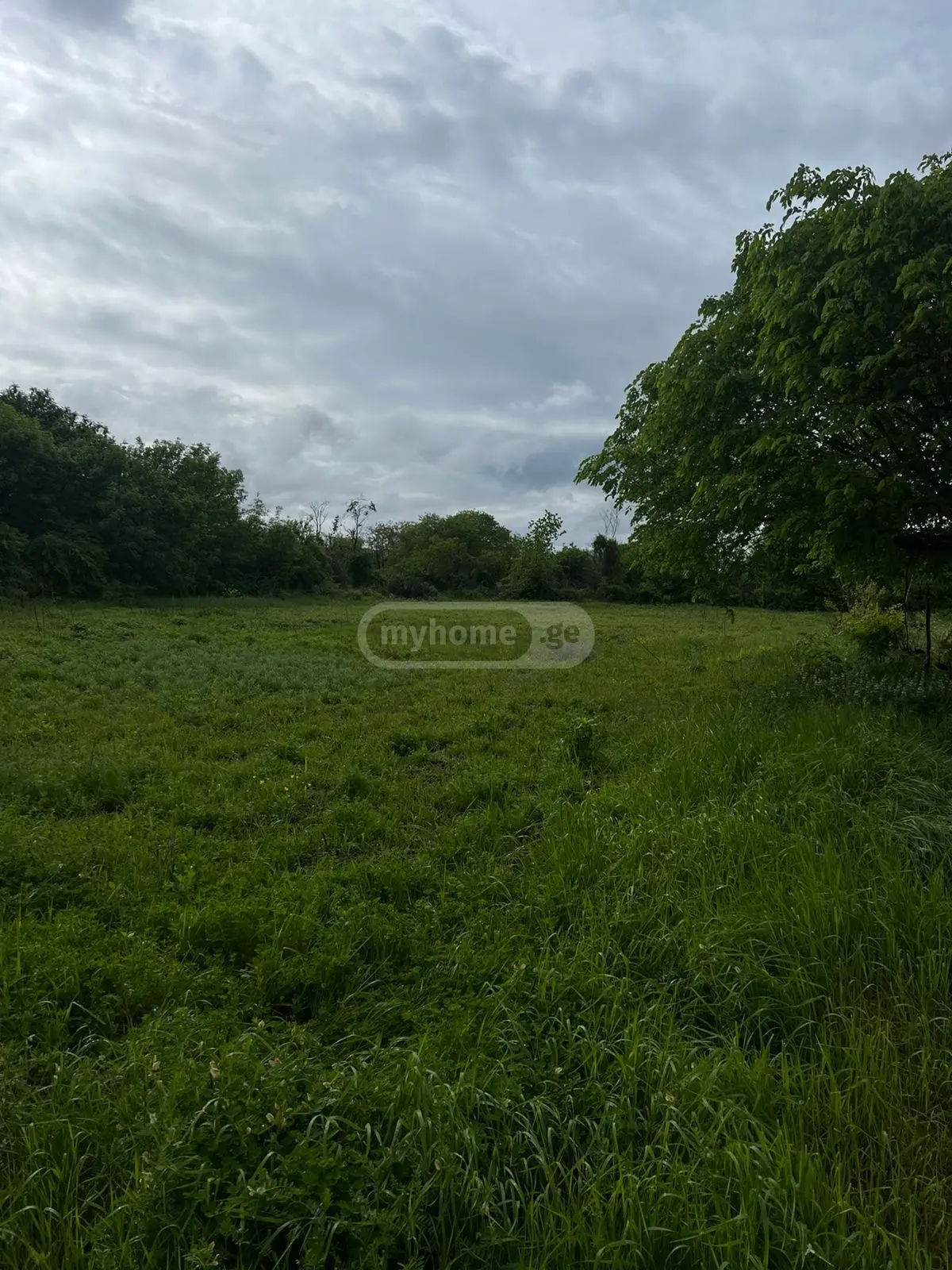 Agricultural Plot For Sale In Gulgula, In Telavi Municipality view 3