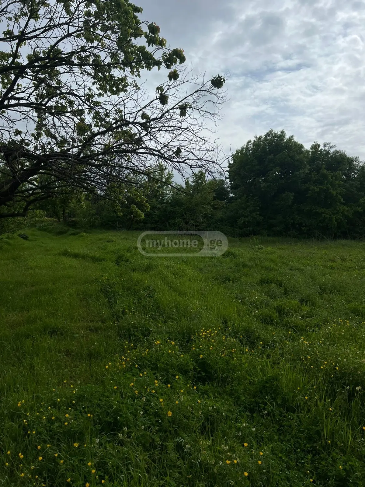 Agricultural Plot For Sale In Gulgula, In Telavi Municipality view 1