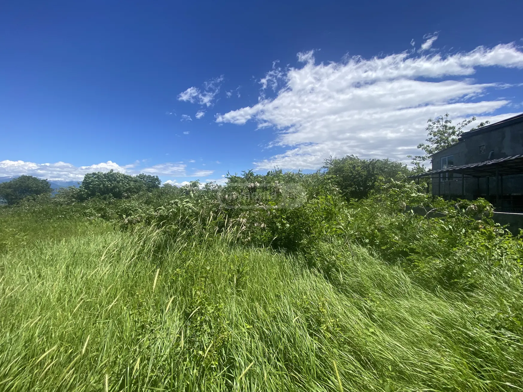 იყიდება Agricultural Plot In Vardisubani, In Telavi Municipalityში view 4