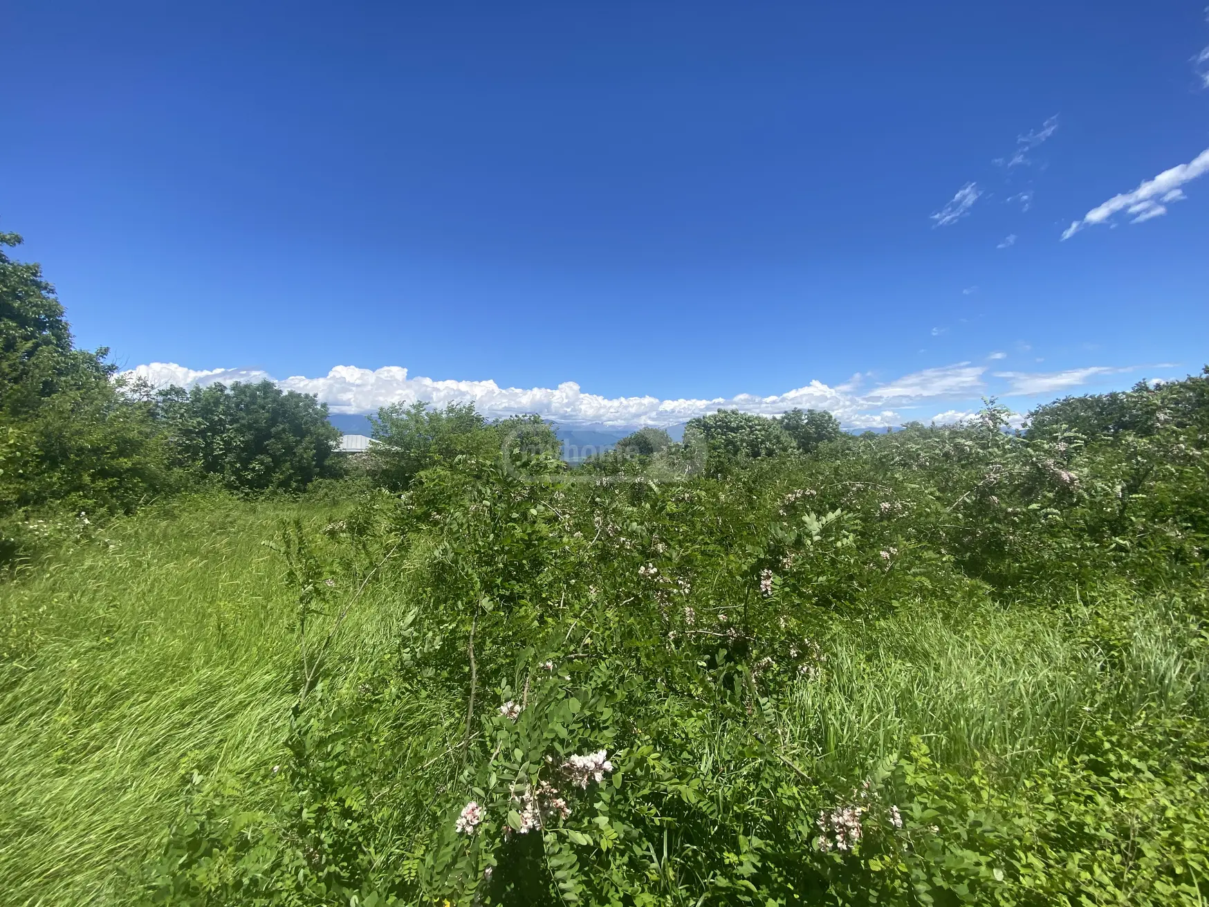 იყიდება Agricultural Plot In Vardisubani, In Telavi Municipalityში view 1