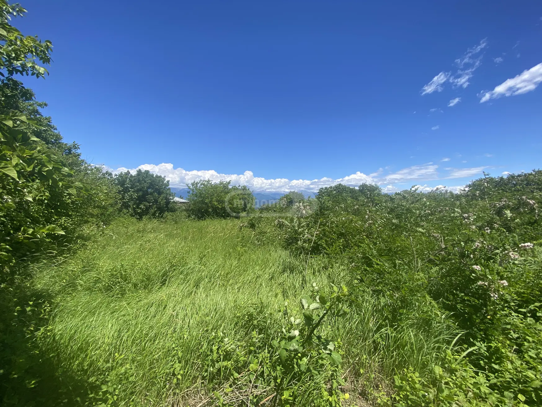 იყიდება Agricultural Plot In Vardisubani, In Telavi Municipalityში view 3