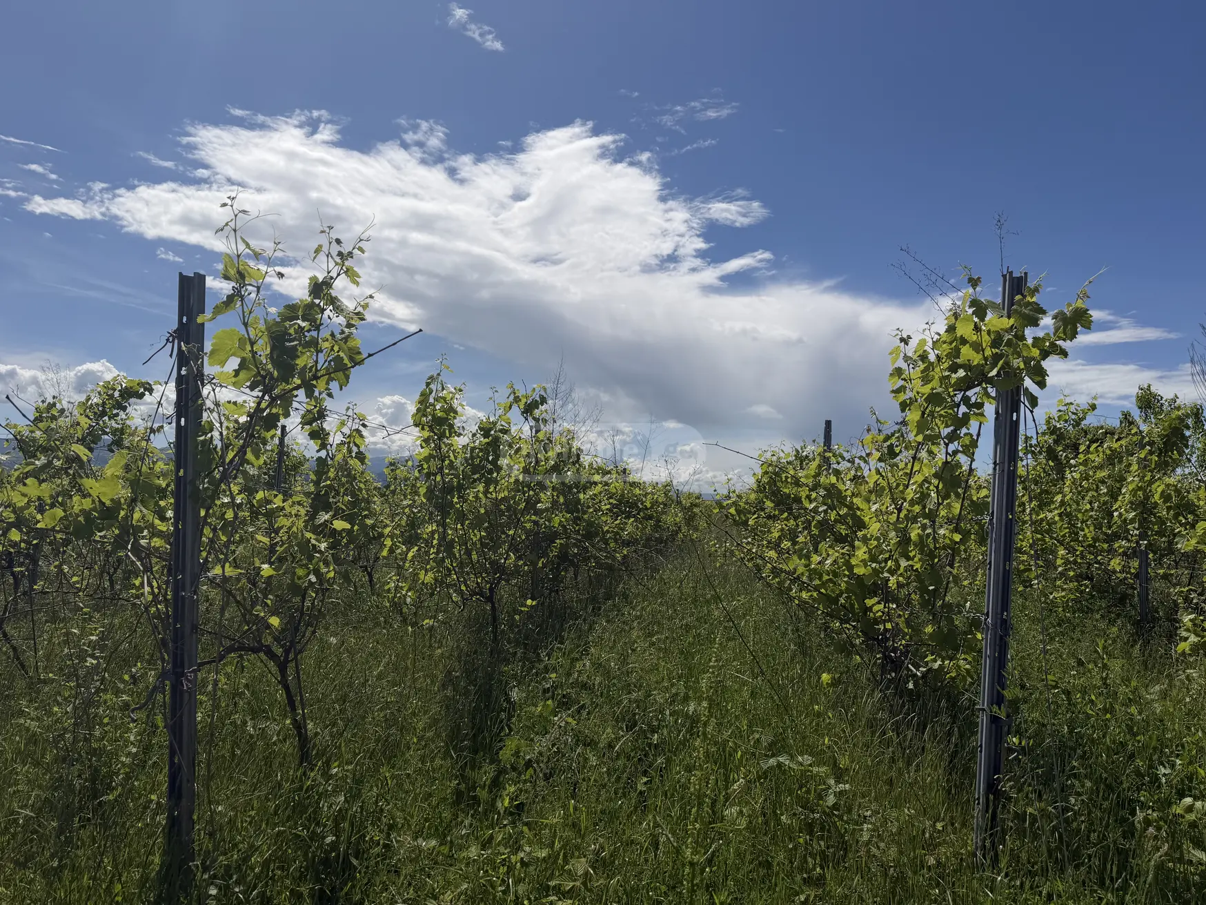 Agricultural Plot For Sale In Kvareli view 3