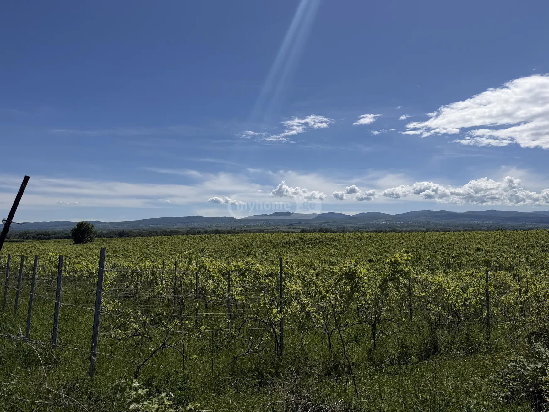 Agricultural Plot For Sale In Kvareli view 1