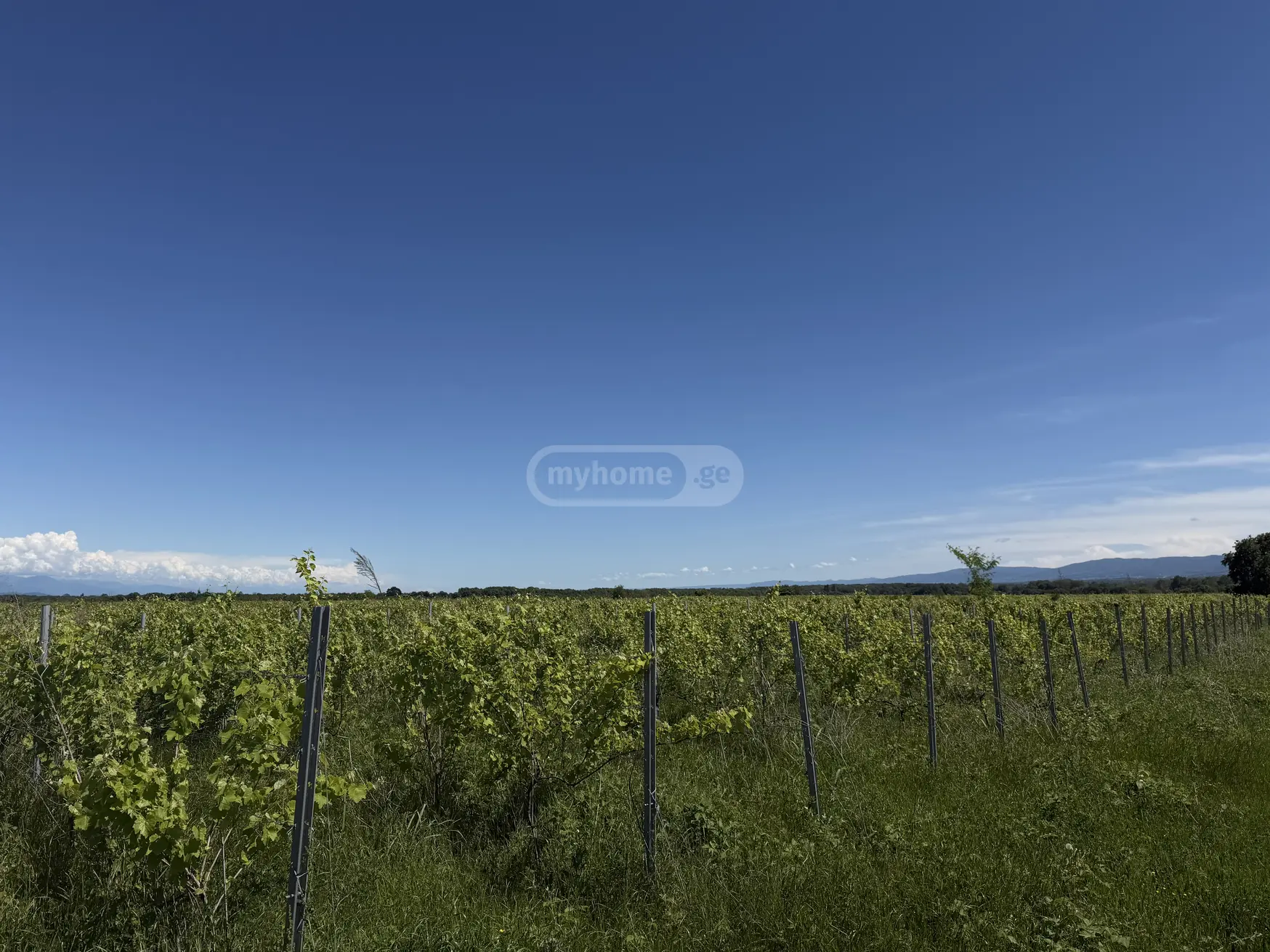 Agricultural Plot For Sale In Kvareli view 2