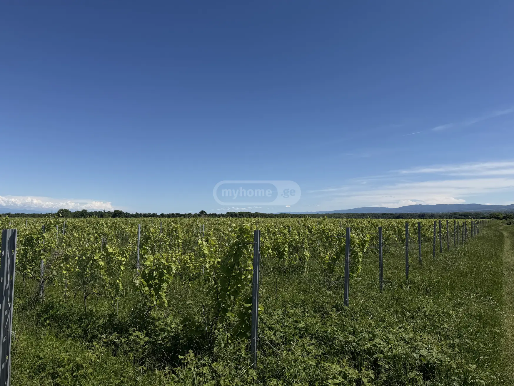 Agricultural Plot For Sale In Kvareli view 2