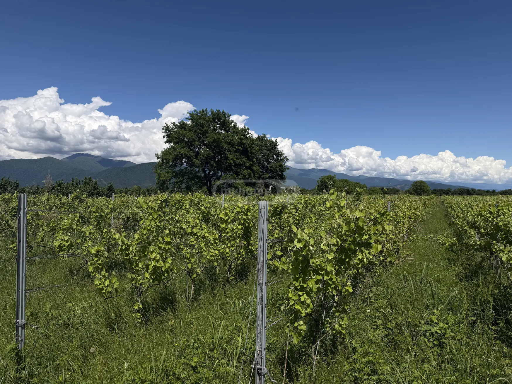 Agricultural Plot For Sale In Kvareli view 1