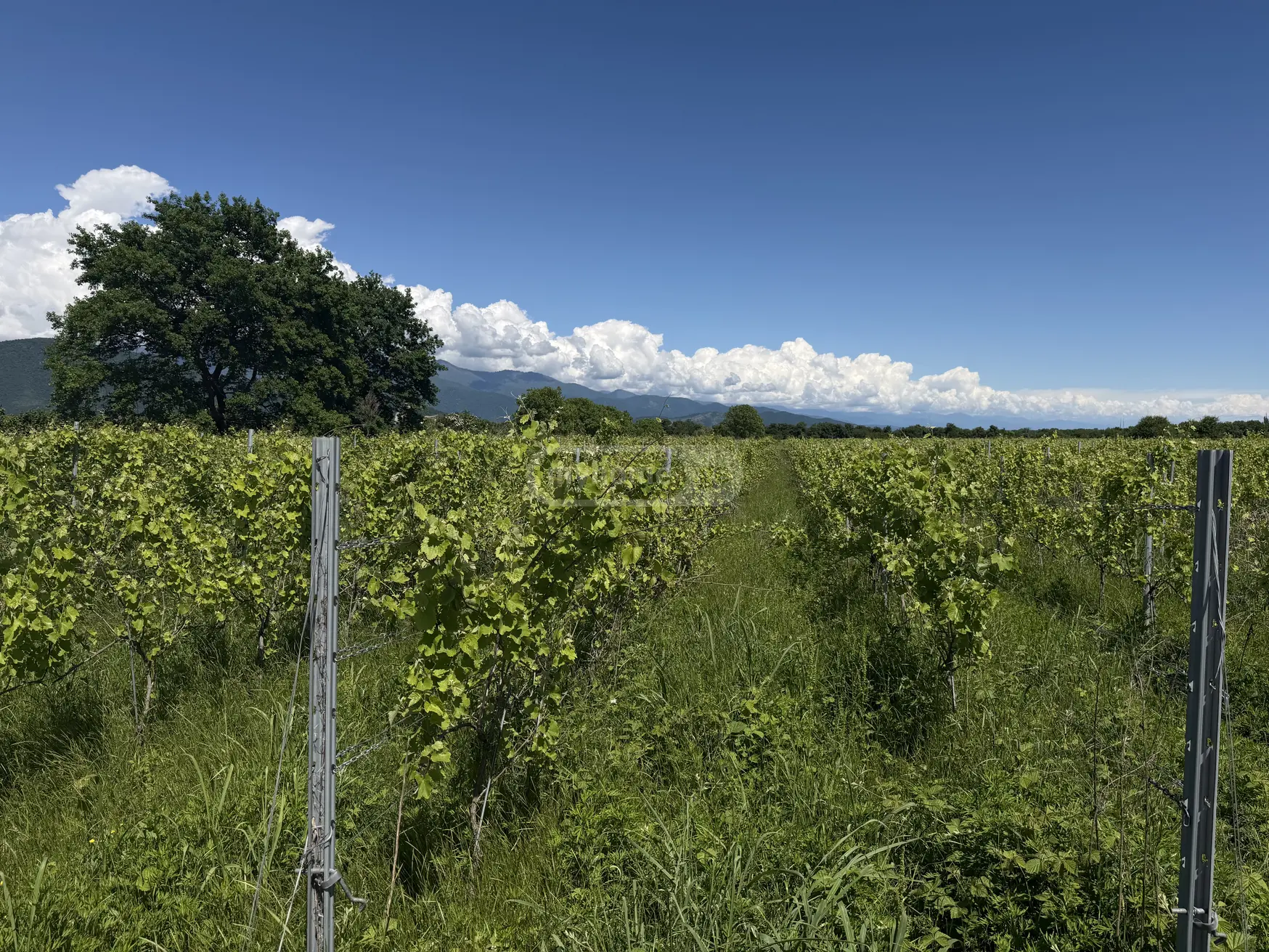 Agricultural Plot For Sale In Kvareli view 4