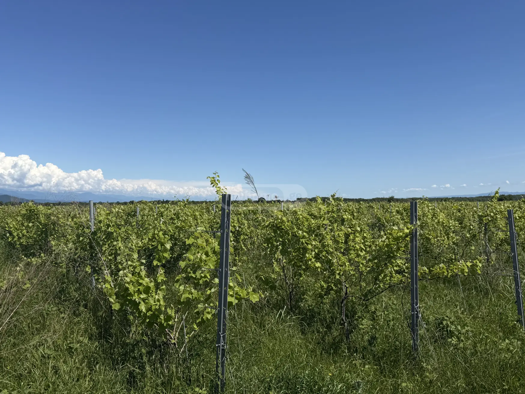 Agricultural Plot For Sale In Kvareli view 1