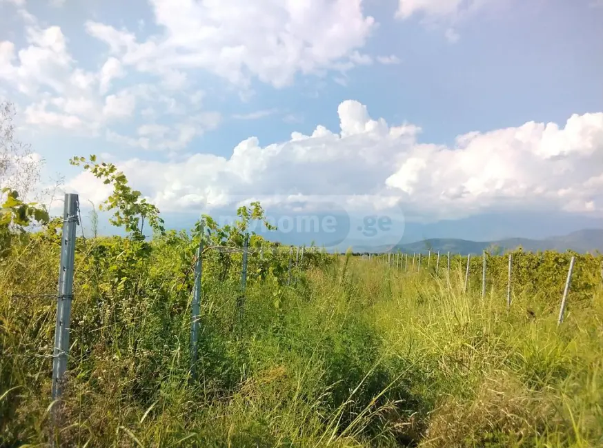 Продажа Agricultural Plot в In Kvareli view 1
