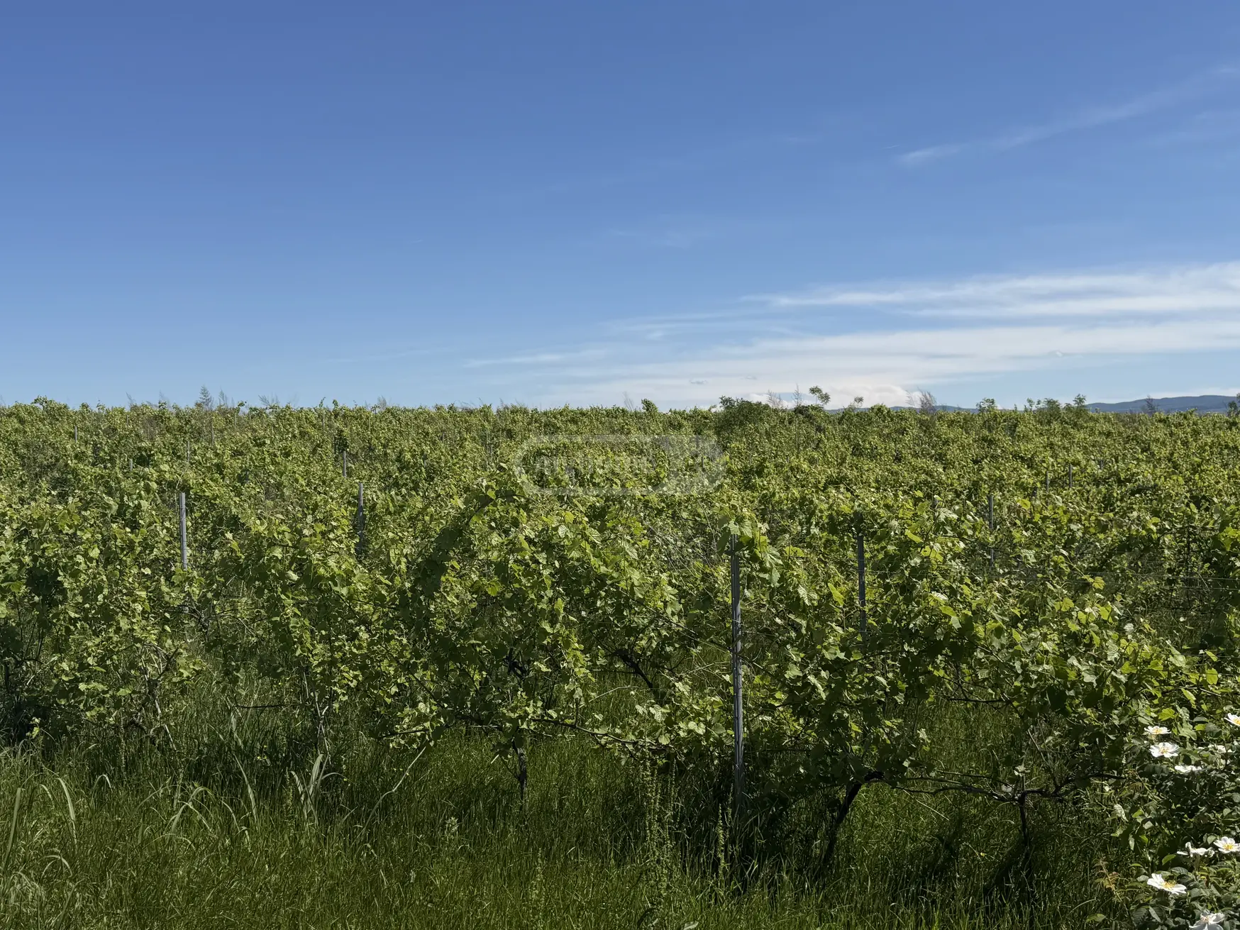 Agricultural Plot For Sale In Kvareli view 4