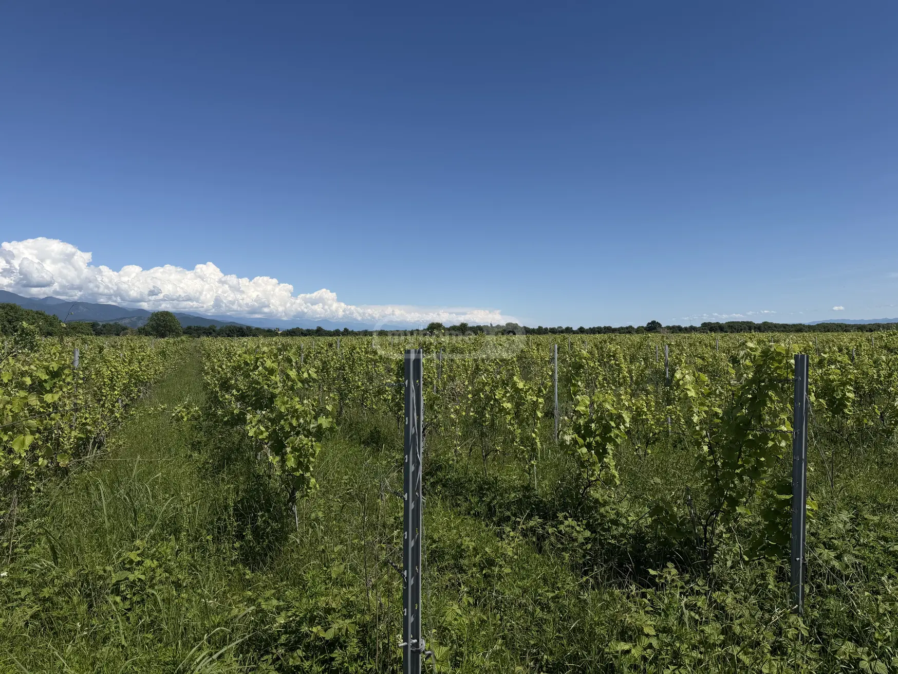 იყიდება Agricultural Plot In Kvareliში view 3