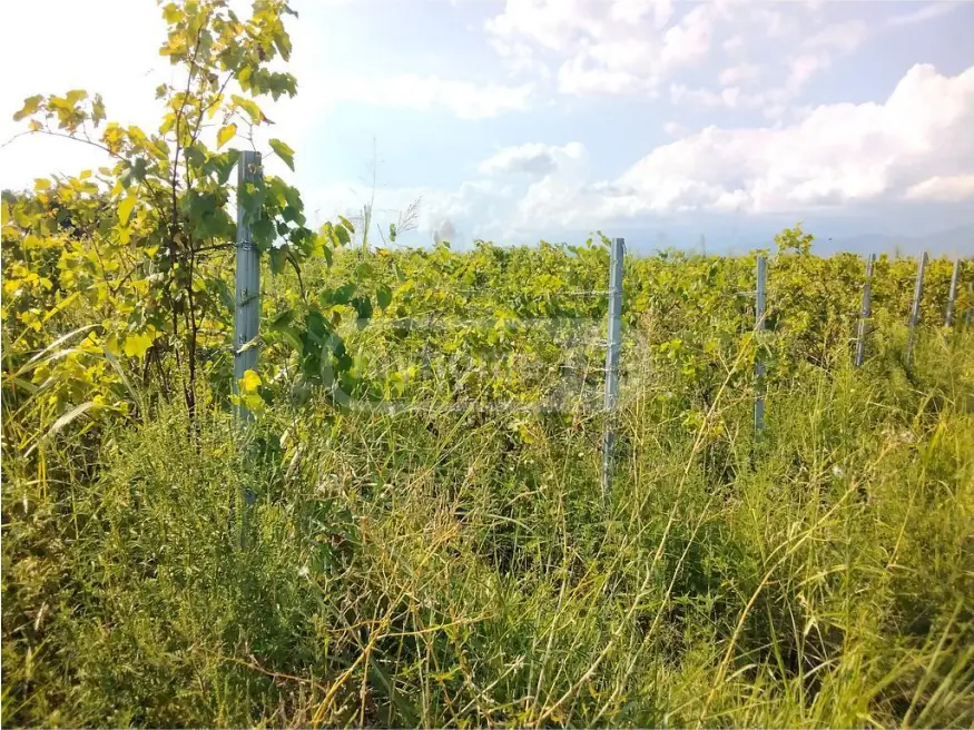 Продажа Agricultural Plot в In Kvareli view 2