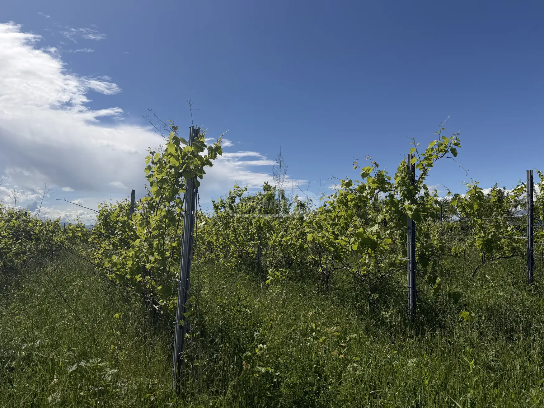 იყიდება Agricultural Plot In Kvareliში view 2