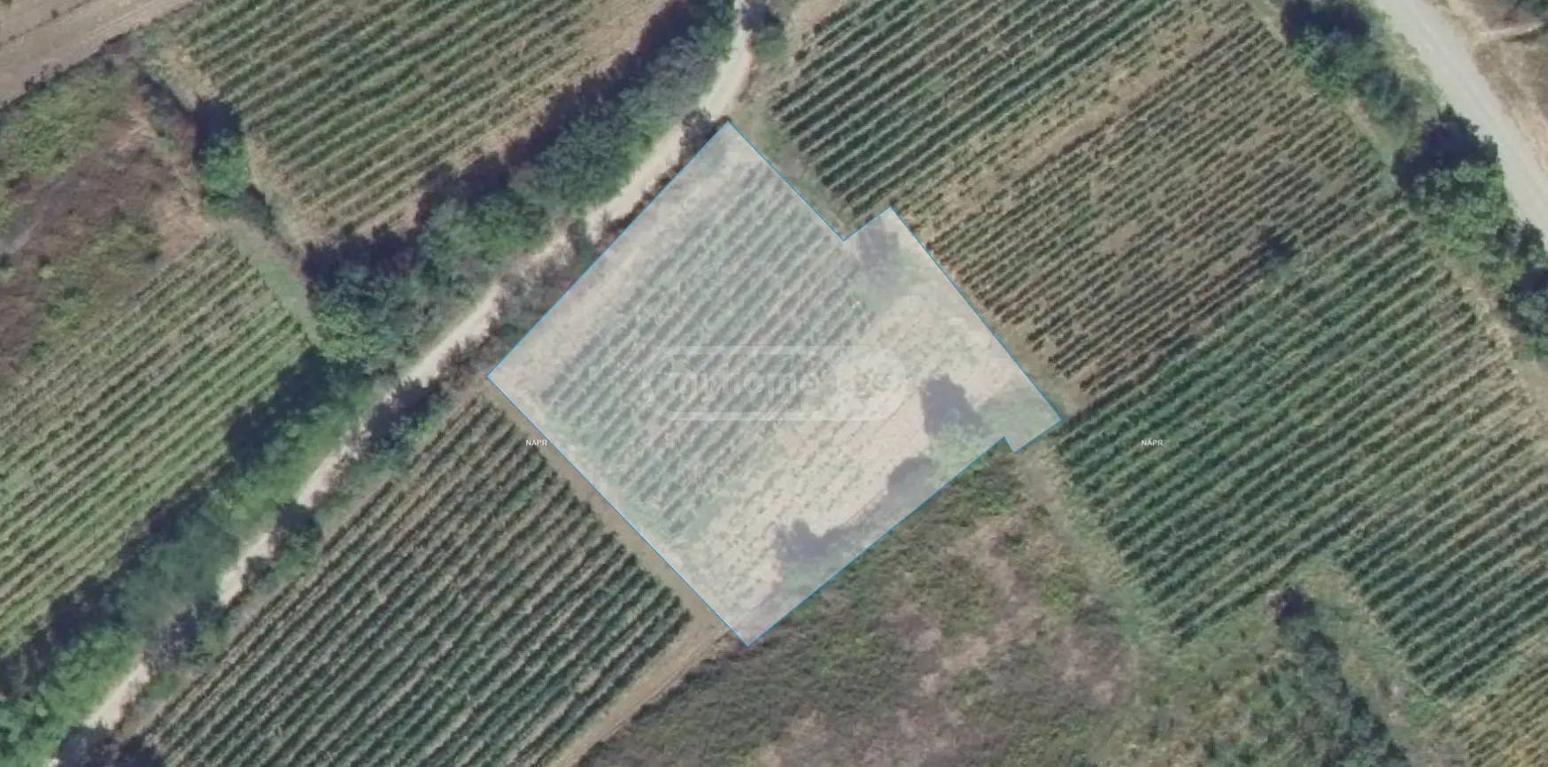 Agricultural Plot For Sale In Vejini, In Gurjaani Municipality view 1