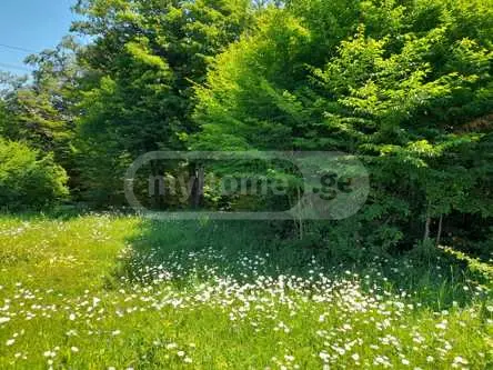 Agricultural Plot For Sale In Betania view 4