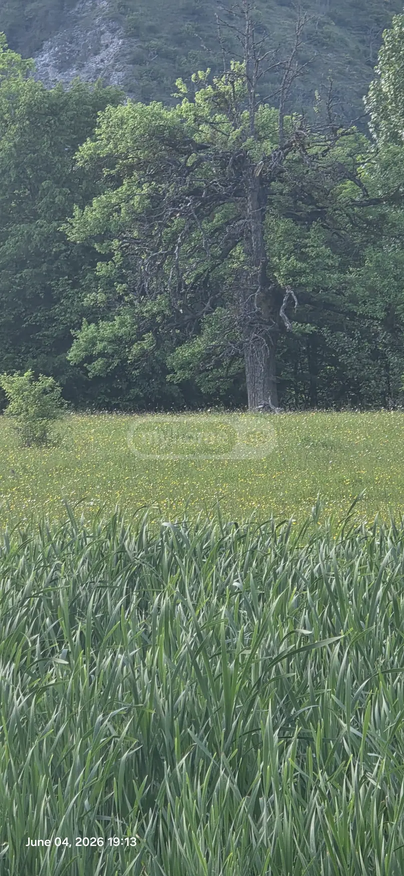 Agricultural Plot For Sale In Tsemi, In Borjomi Municipality view 13