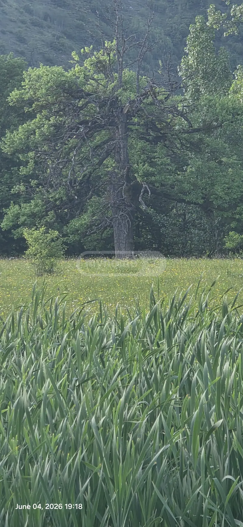 Agricultural Plot For Sale In Tsemi, In Borjomi Municipality view 6