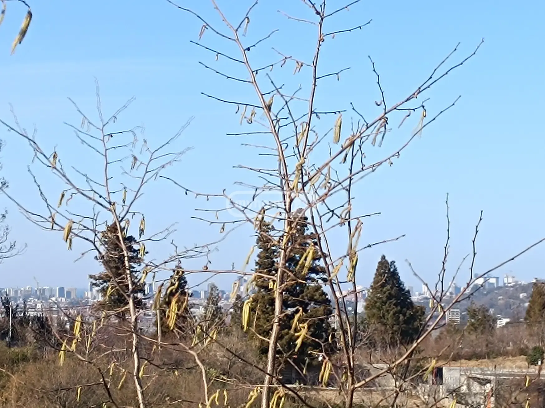 Agricultural Plot For Sale In Batumi view 13