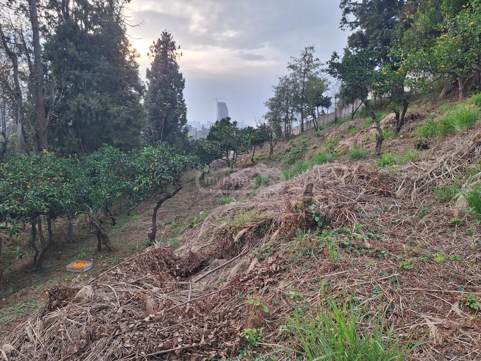 Agricultural Plot For Sale In Batumi view 4