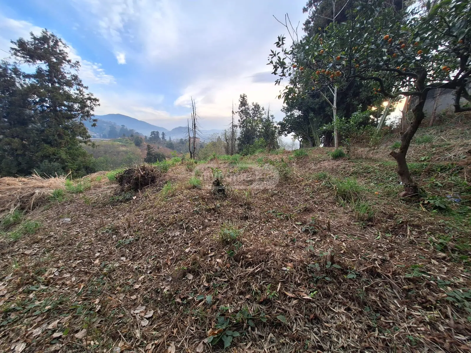 Agricultural Plot For Sale In Batumi view 10