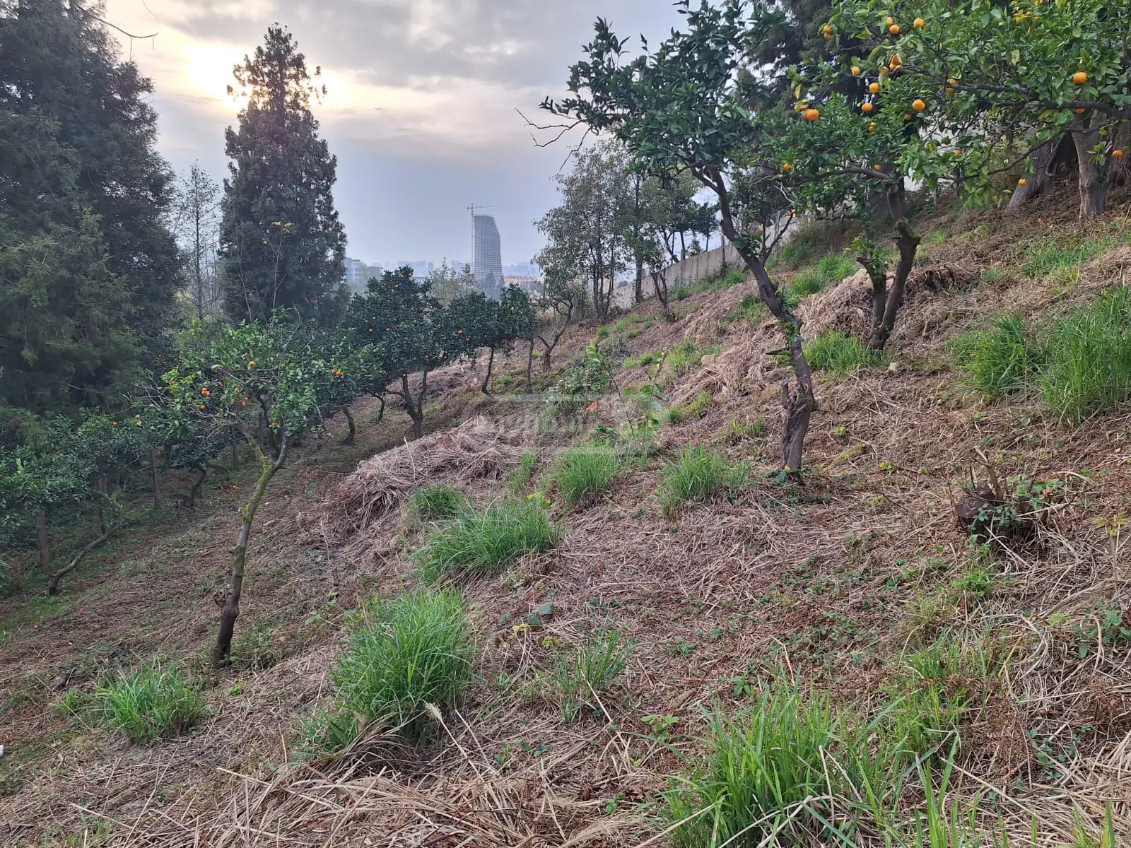 Agricultural Plot For Sale In Batumi view 3